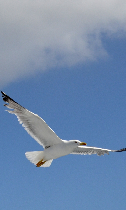 Descarga gratuita de fondo de pantalla para móvil de Animales, Cielo, Vuelo, Gaviota, Aves.