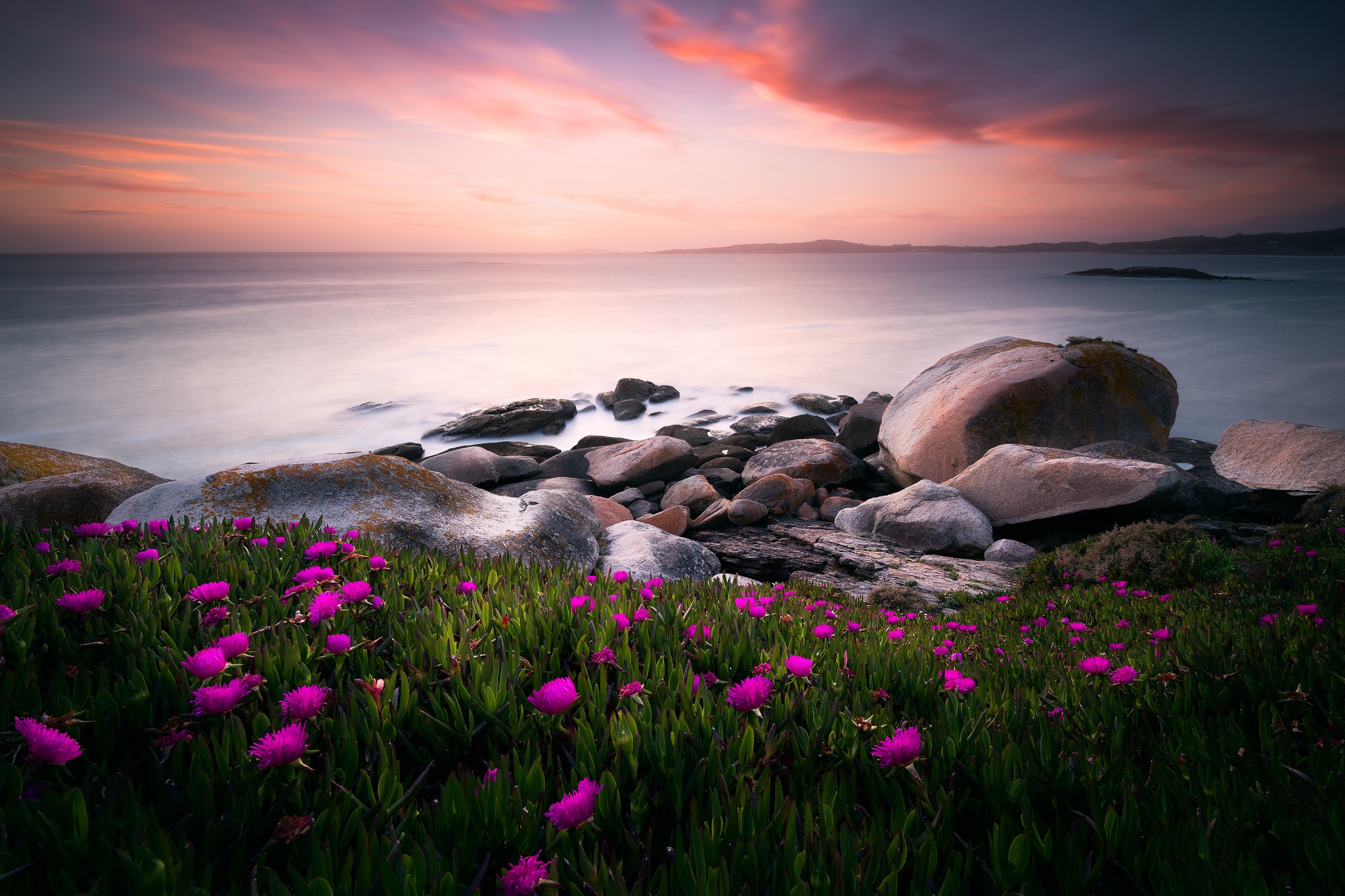 Free download wallpaper Nature, Ocean, Earth, Purple Flower on your PC desktop