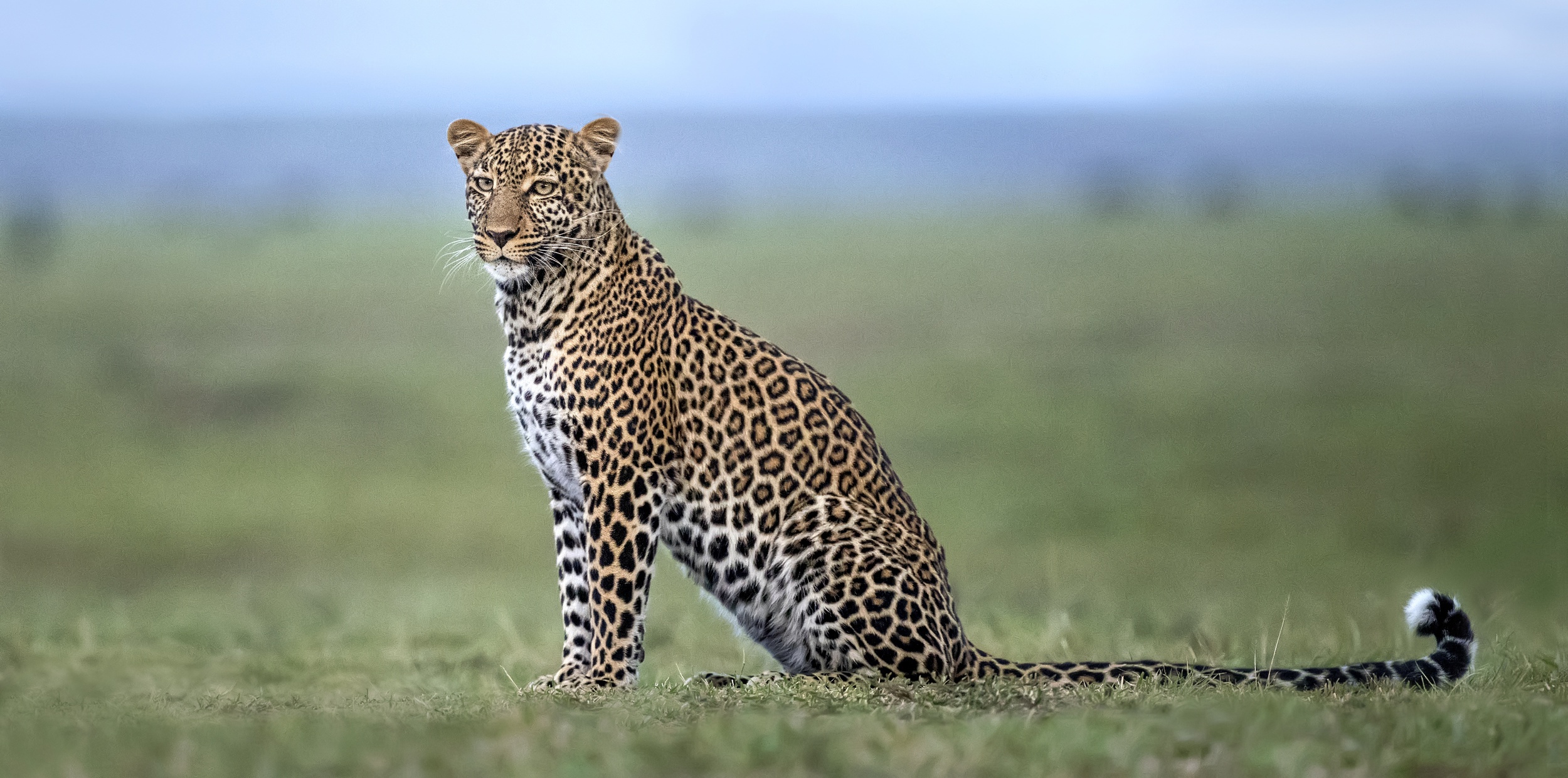 Baixar papel de parede para celular de Animais, Gatos, Leopardo gratuito.