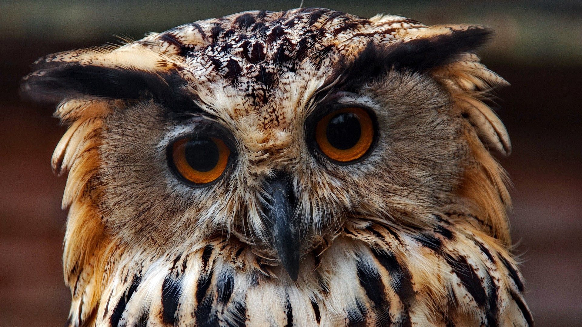 Free download wallpaper Muzzle, Close Up, Animals, Predator, Owl on your PC desktop
