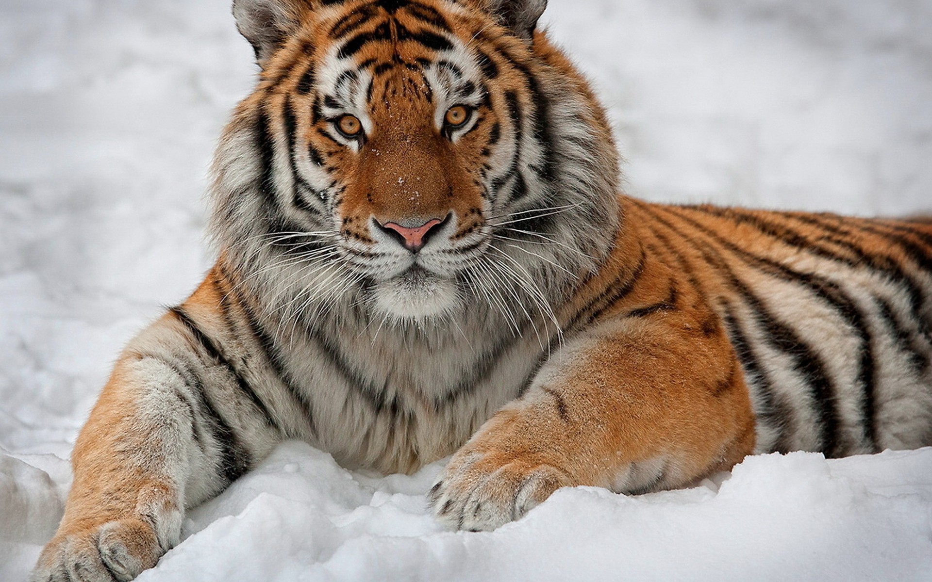 animal, tiger, amur tiger, siberian tiger, snow