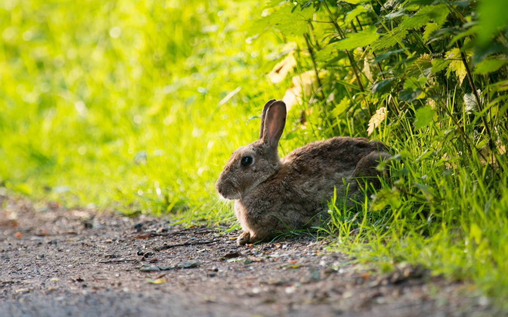 Free download wallpaper Animal, Rabbit on your PC desktop