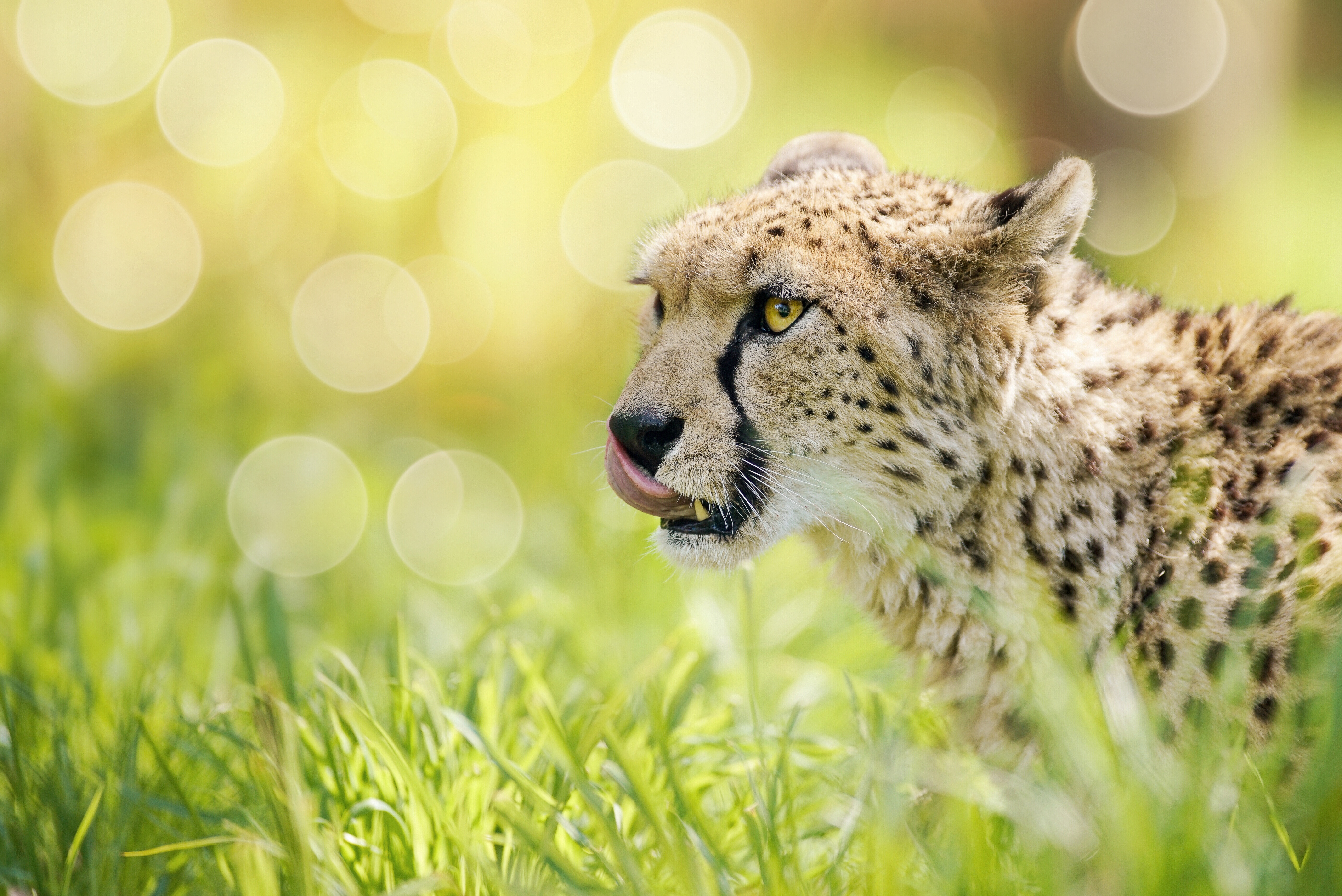 Download mobile wallpaper Cats, Cheetah, Animal, Bokeh for free.