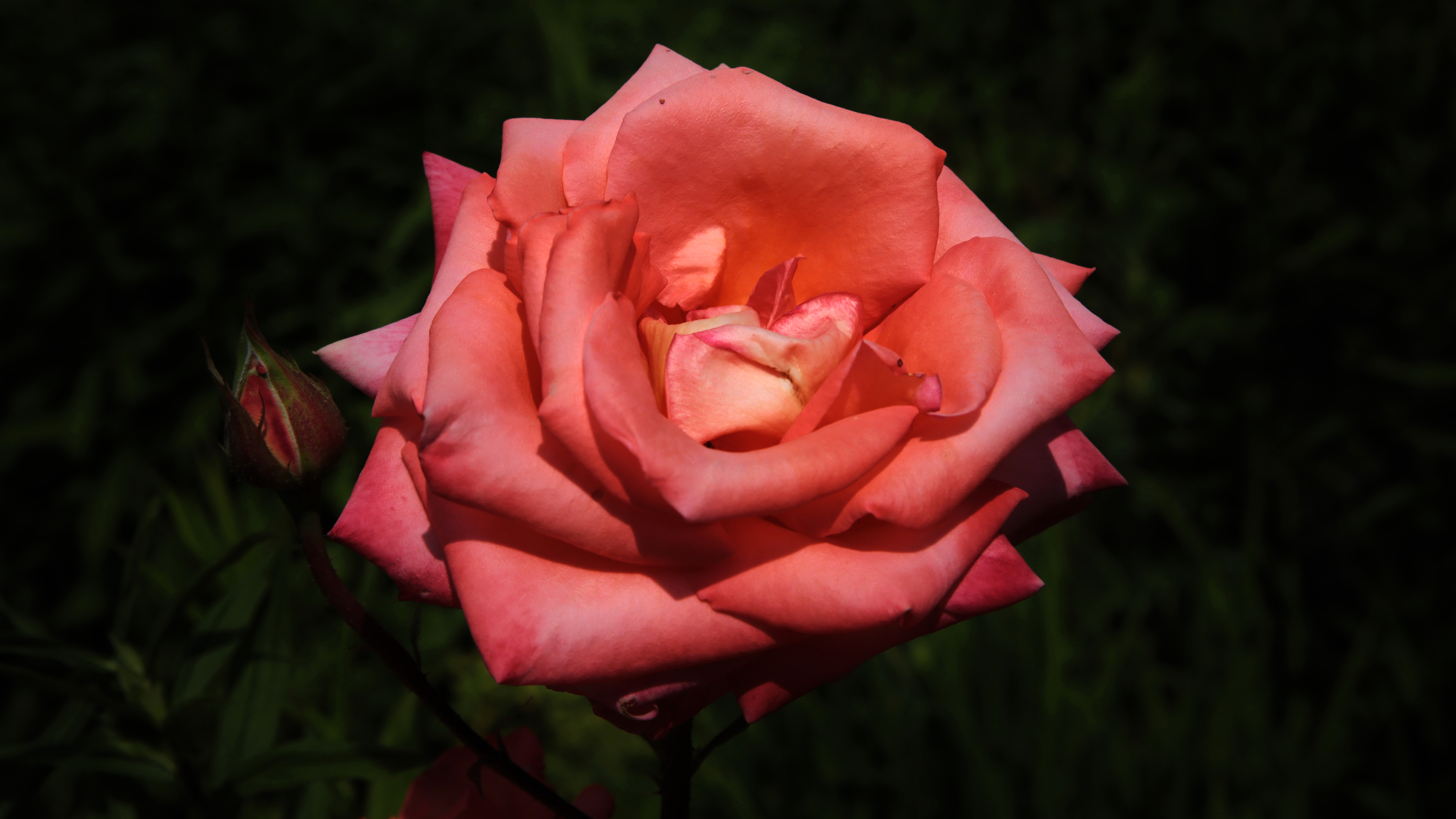 Téléchargez gratuitement l'image Fleurs, Rose, Fleur, Terre/nature, Fleur Rose sur le bureau de votre PC