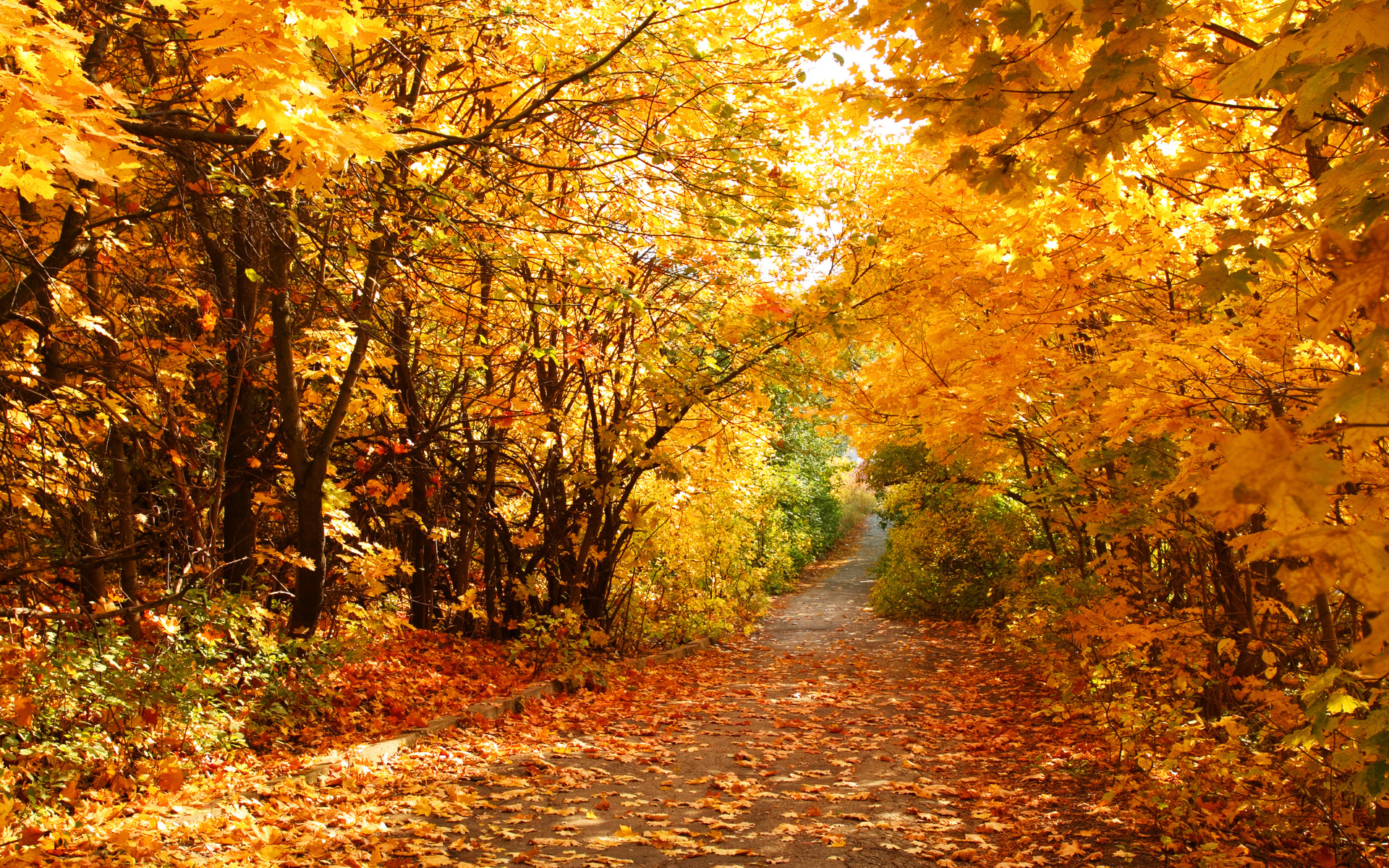 PCデスクトップに自然, 秋, 葉, 森, 地球, シーズン画像を無料でダウンロード
