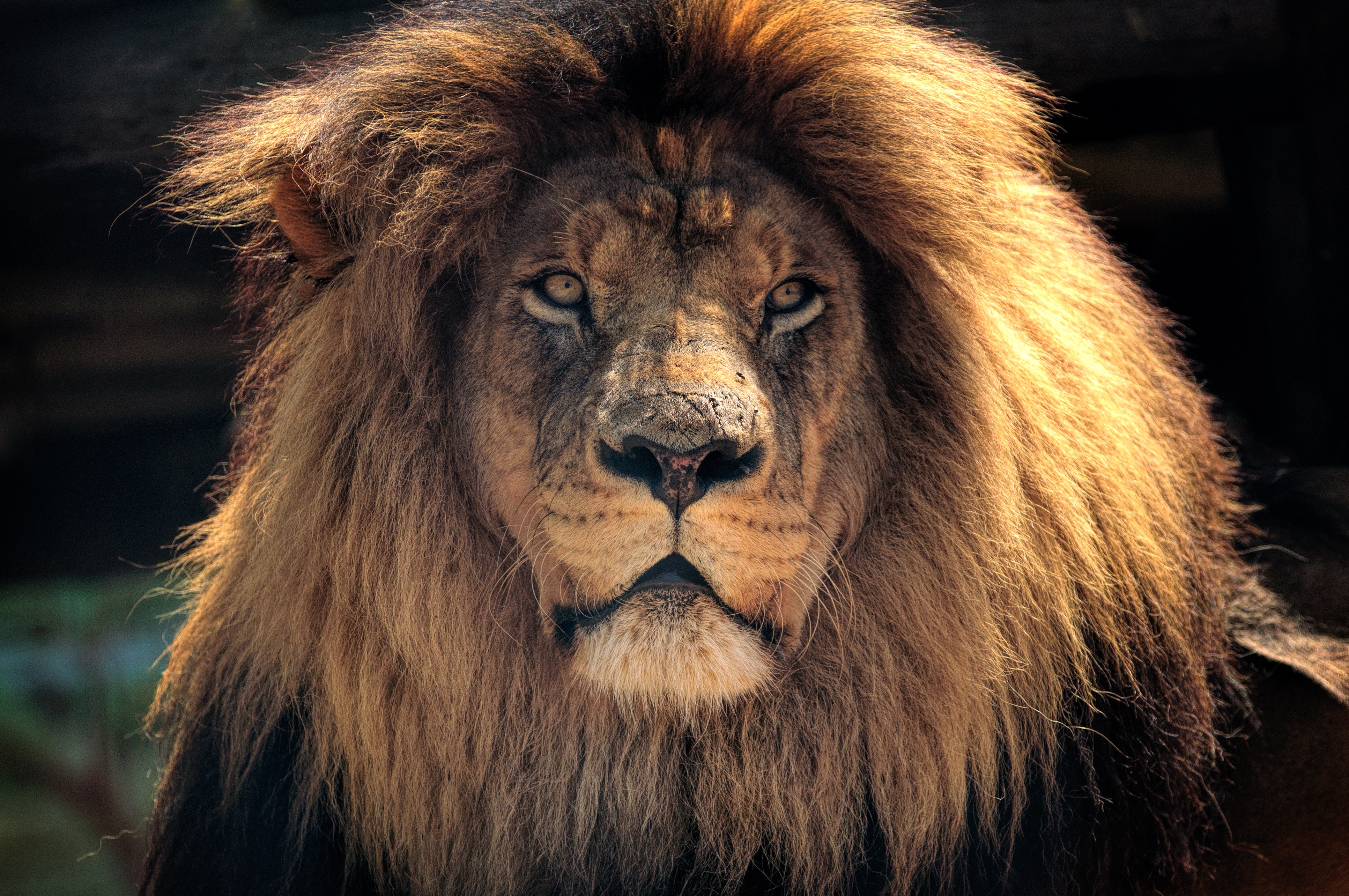 muzzle, animals, lion, predator, mane 1080p