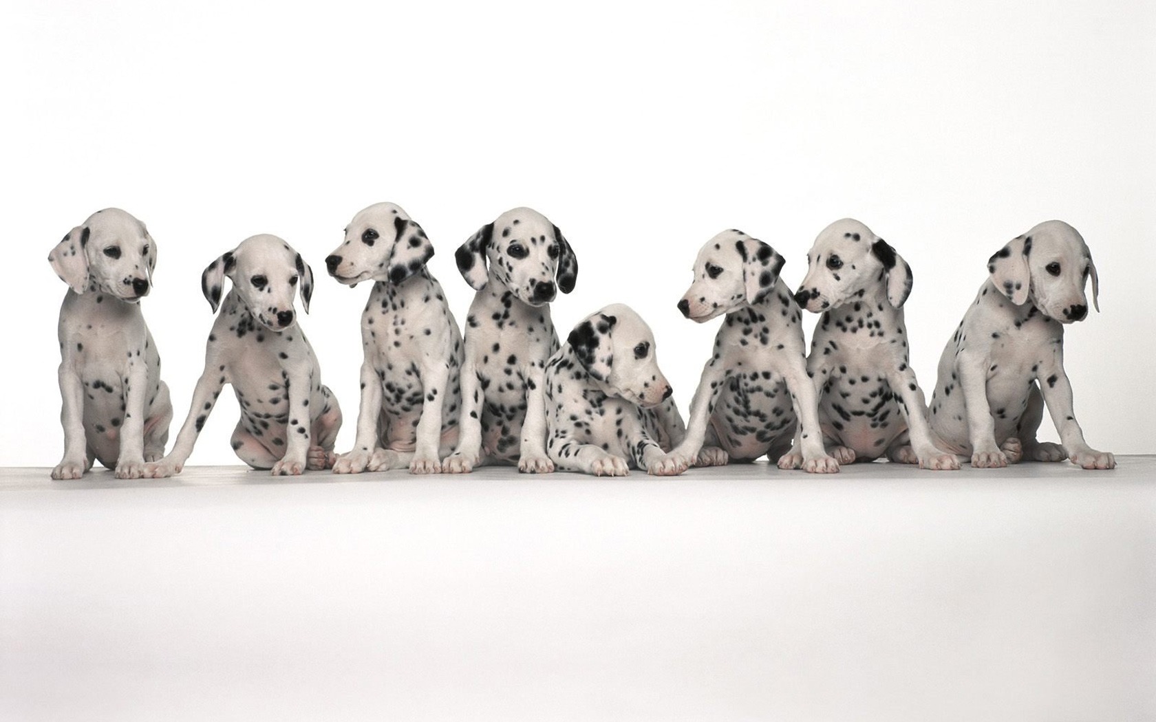 Laden Sie das Tiere, Dalmatiner-Bild kostenlos auf Ihren PC-Desktop herunter