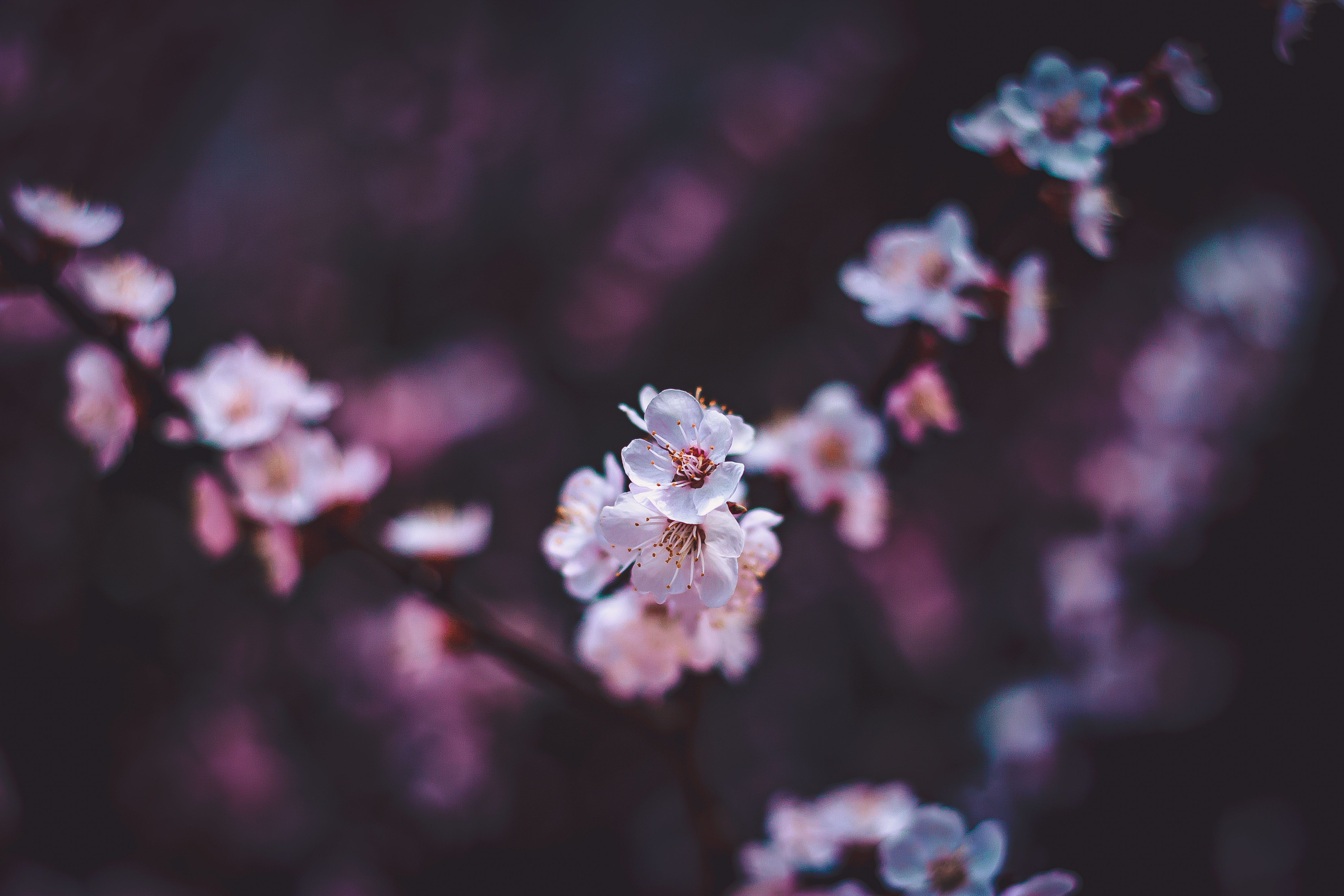 sakura, flowers, white, macro, bloom, flowering