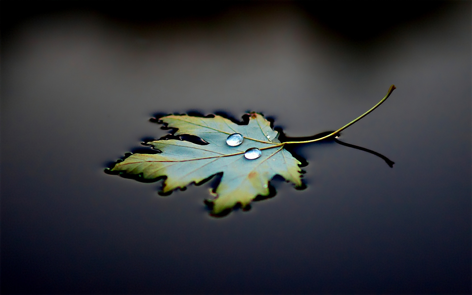 earth, fall, floating, leaf, season, water