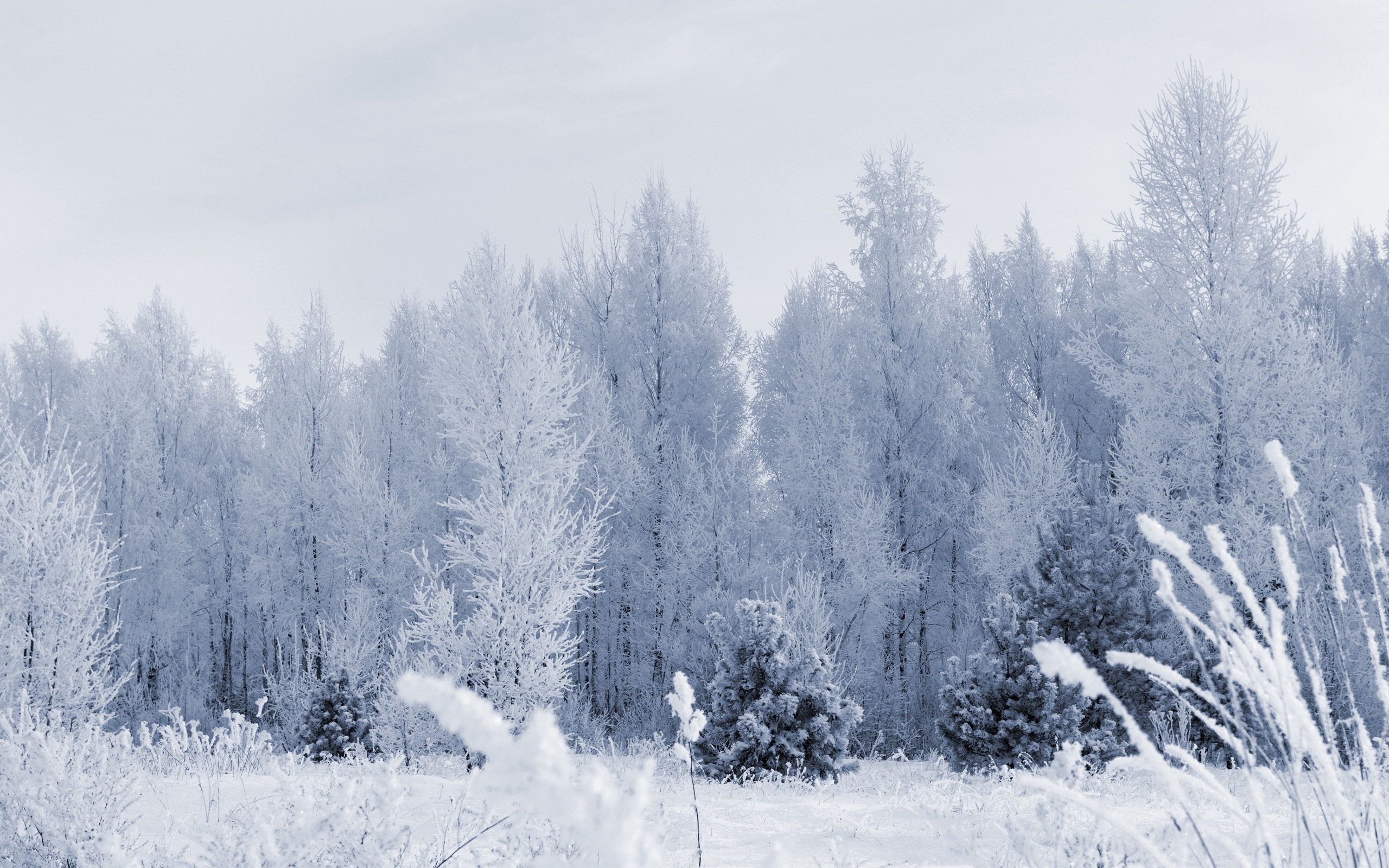 Free download wallpaper Landscape, Winter, Snow, Trees on your PC desktop