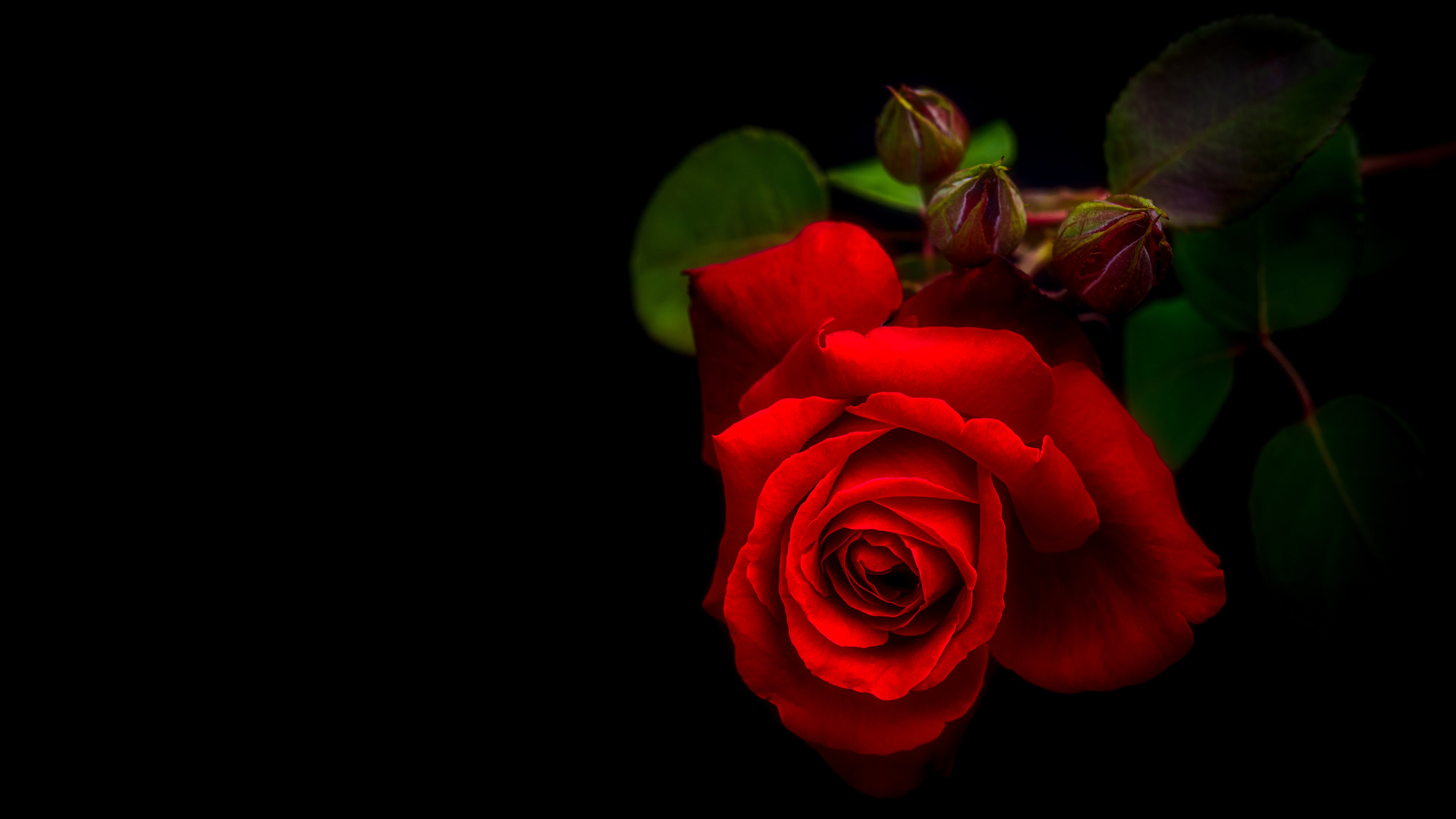Скачать обои бесплатно Цветок, Роза, Красная Роза, Красный Цветок, Земля/природа, Флауэрсы картинка на рабочий стол ПК