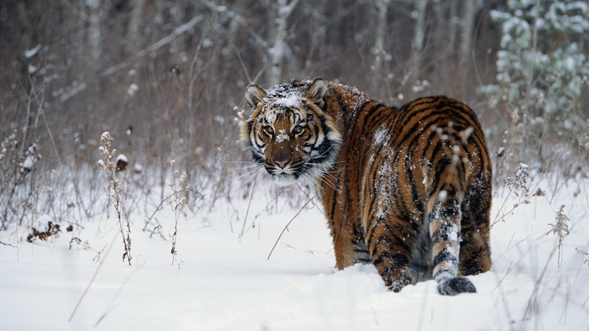 Laden Sie das Tiere, Katzen, Tiger-Bild kostenlos auf Ihren PC-Desktop herunter