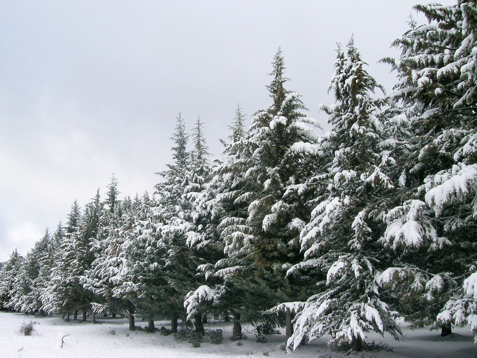 116437 скачать обои зима, природа, деревья, снег, ели, ряд - заставки и картинки бесплатно