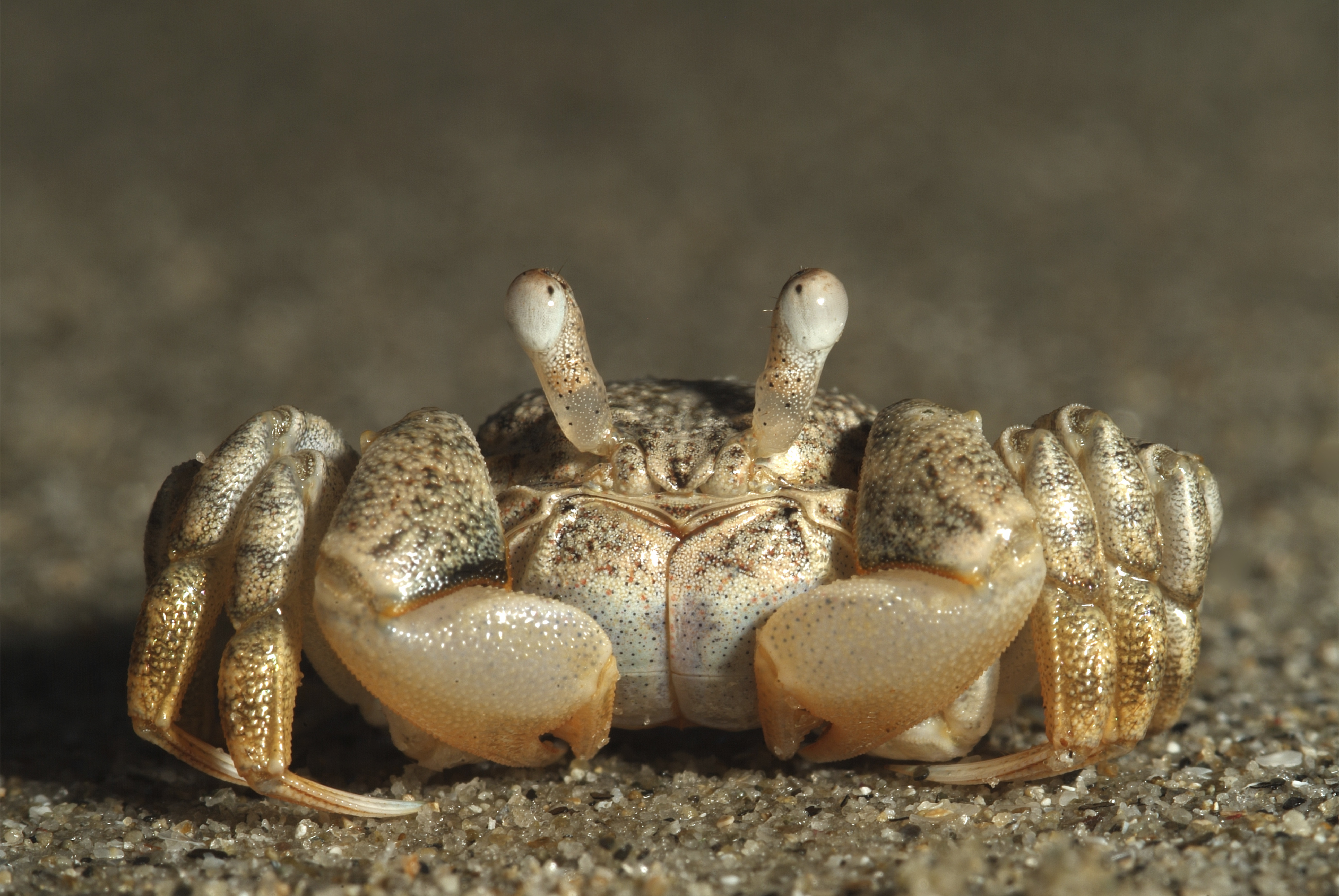 Free download wallpaper Animal, Crab on your PC desktop