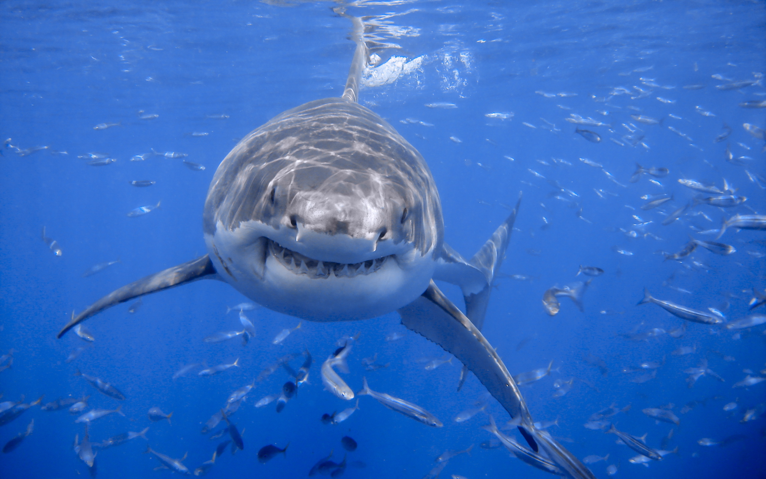 384837 télécharger l'image requin, animaux, les requins - fonds d'écran et économiseurs d'écran gratuits