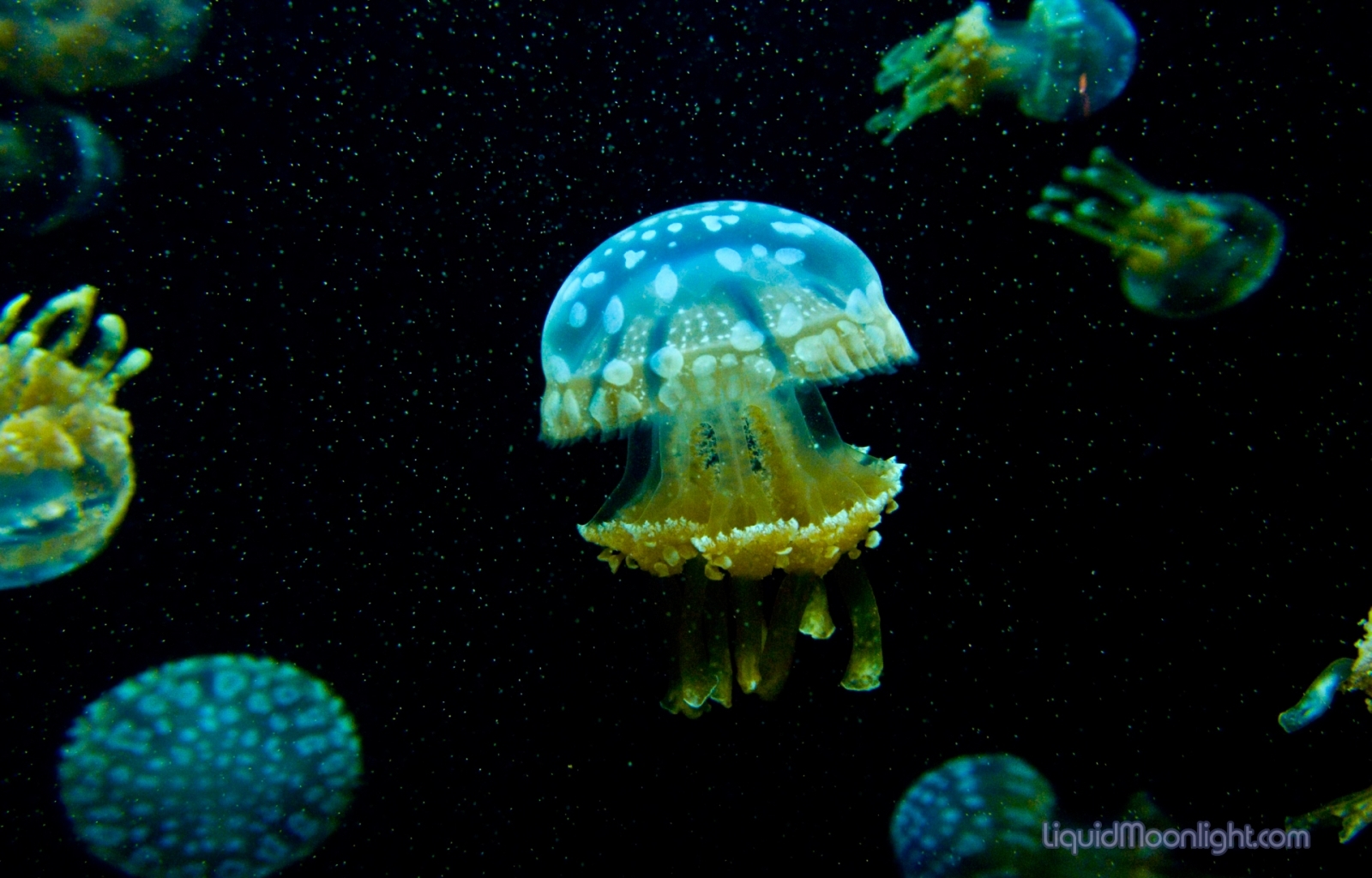 Free download wallpaper Animals, Sea, Jellyfish on your PC desktop