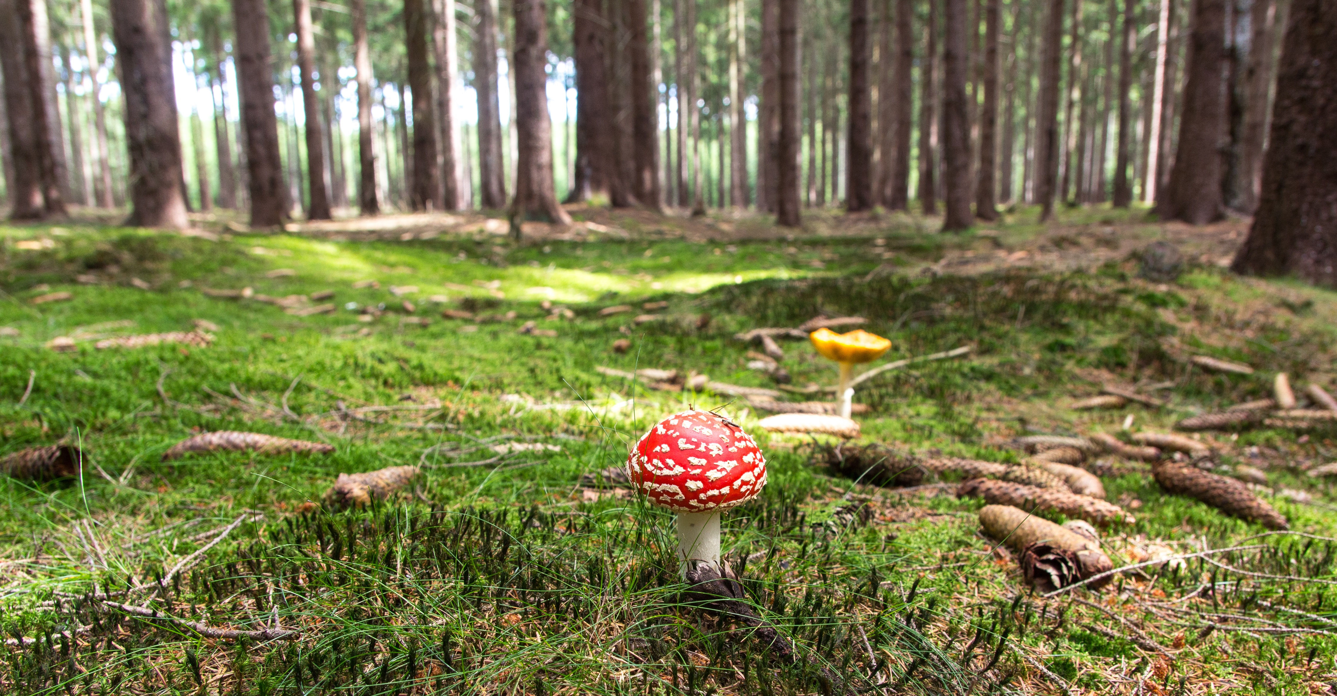 Descarga gratuita de fondo de pantalla para móvil de Naturaleza, Bosque, Champiñón, Tierra/naturaleza.