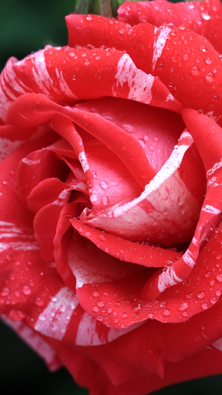 無料モバイル壁紙自然, フラワーズ, 花, 薔薇, つぼみ, 地球, 赤いバラ, 水滴をダウンロードします。