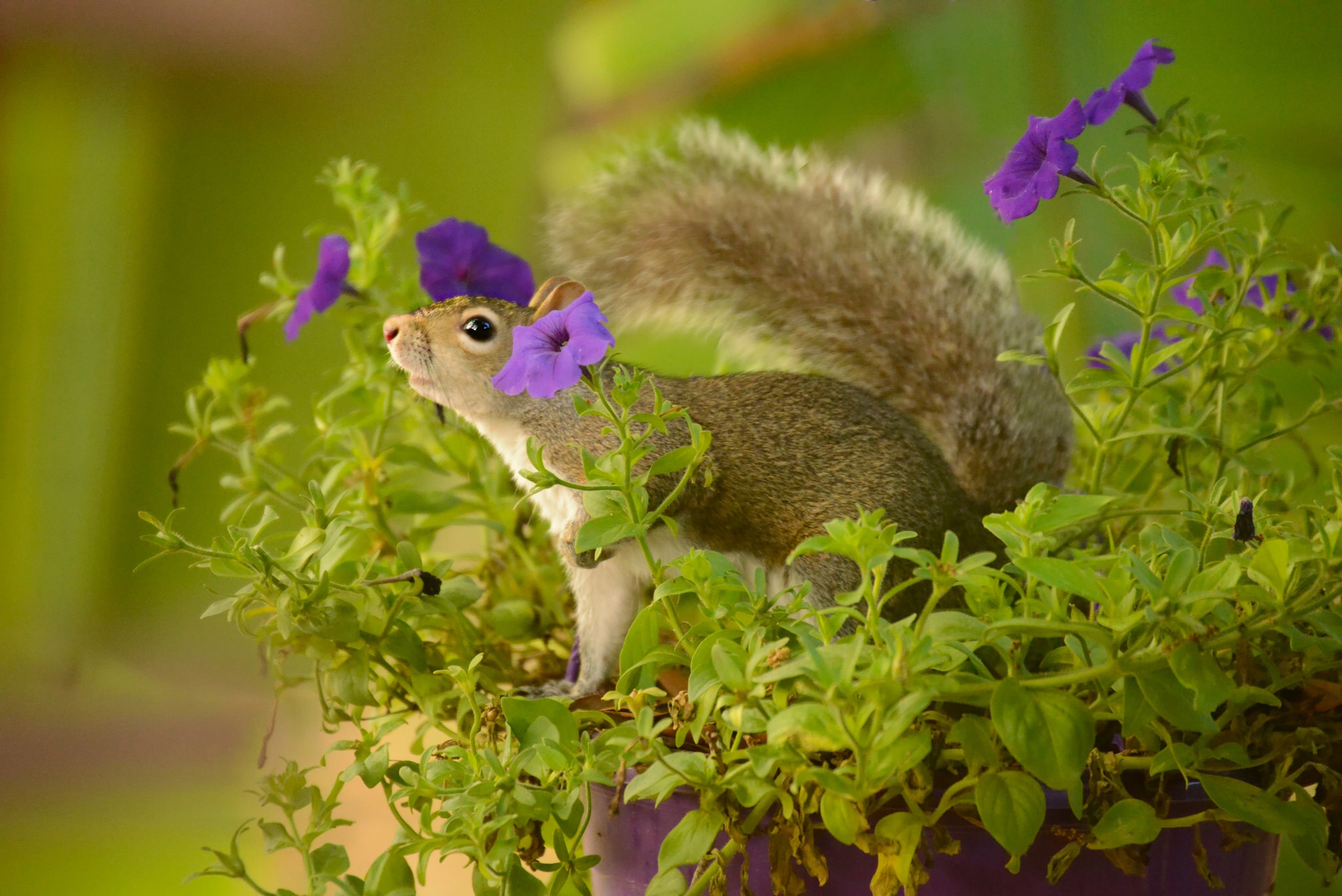Download mobile wallpaper Squirrel, Flower, Animal, Rodent, Purple Flower for free.