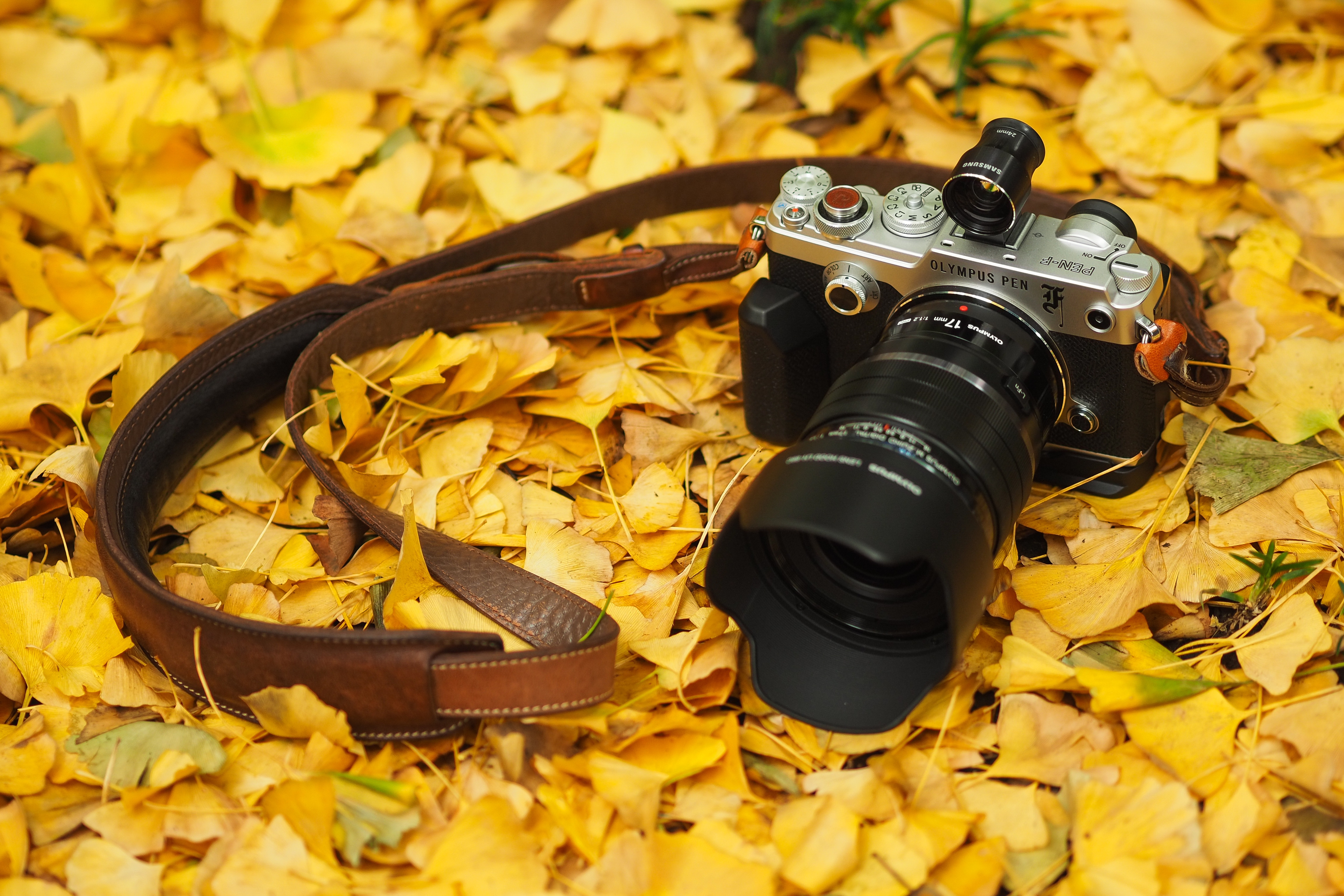 man made, camera, fall, leaf, olympus
