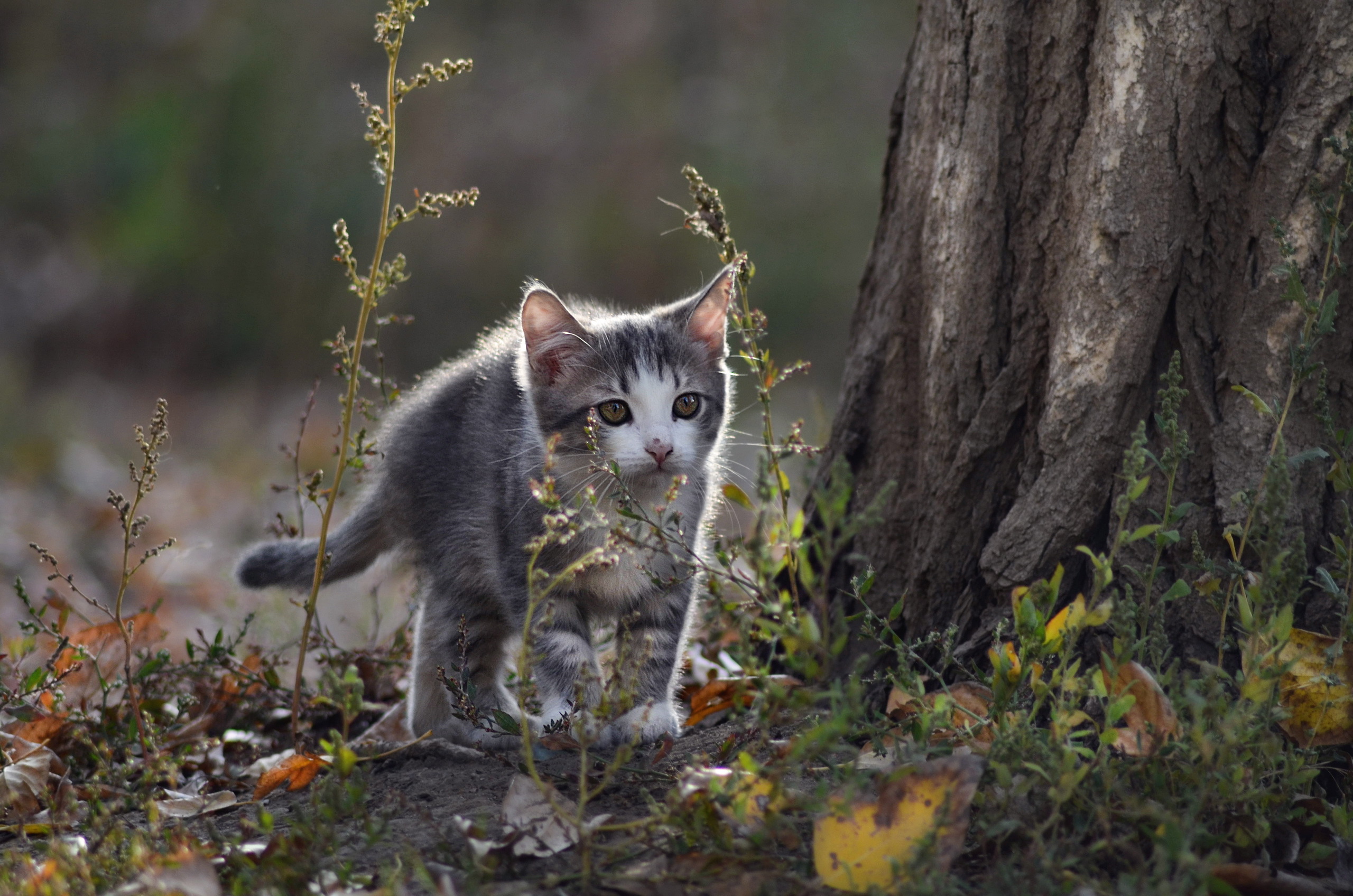 Скачати мобільні шпалери Кішка, Кошеня, Тварина, Коти, Боке безкоштовно.