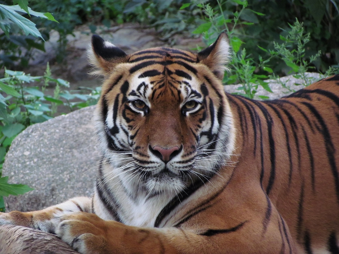 40741 télécharger le fond d'écran tigres, animaux - économiseurs d'écran et images gratuitement