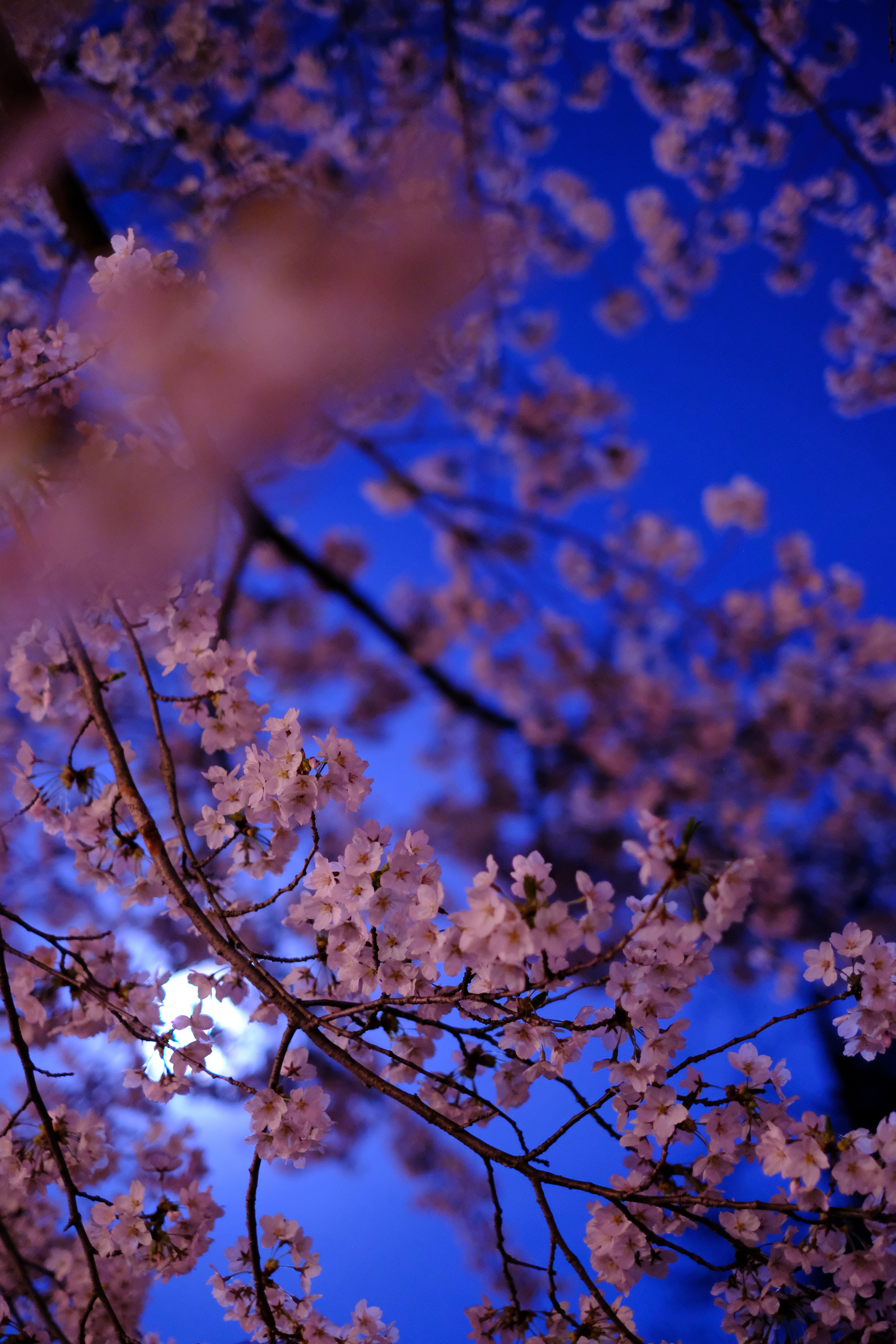 Download mobile wallpaper Flowering, Branch, Bloom, Sakura, Flowers for free.