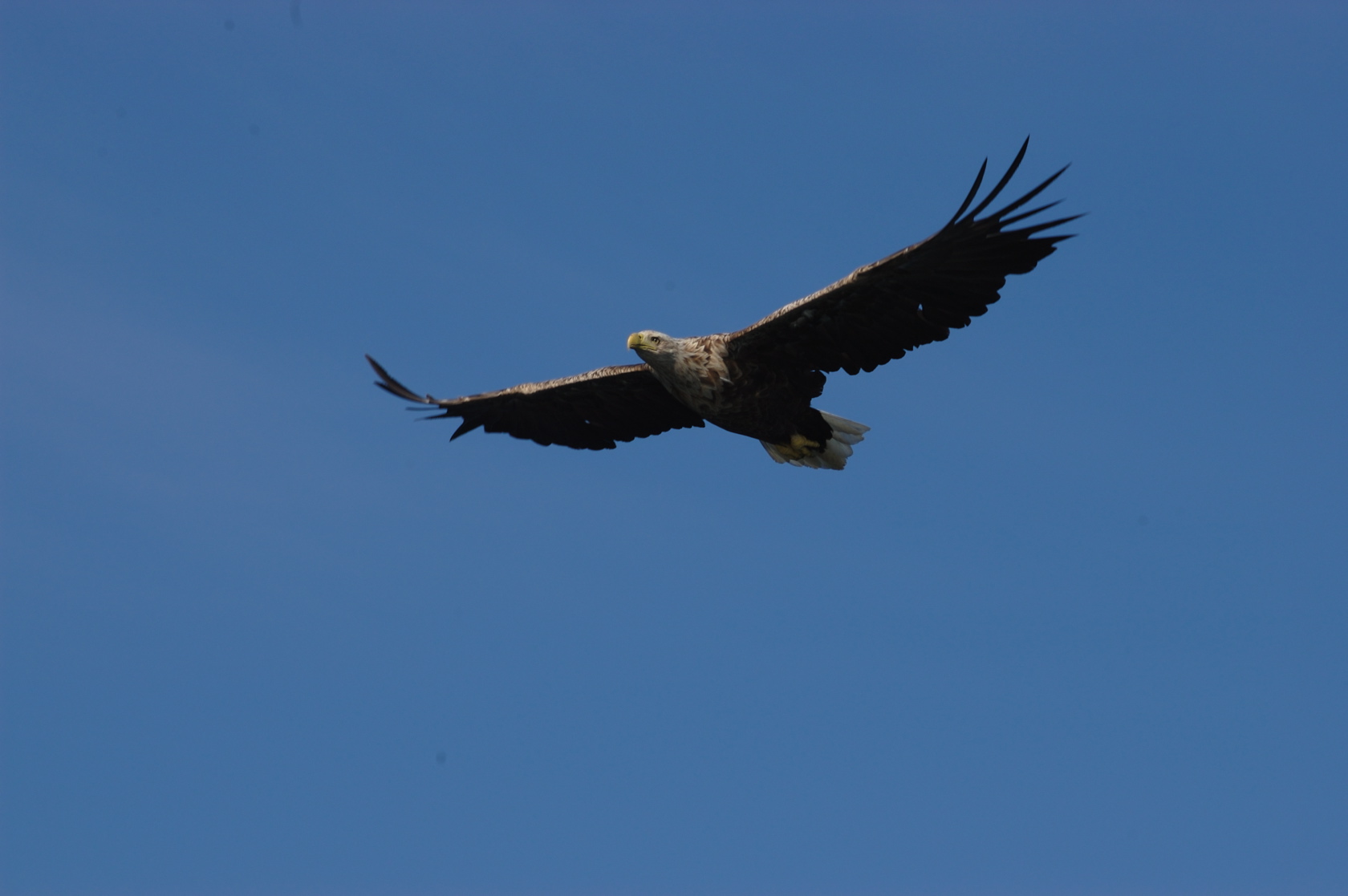 522173 descargar imagen animales, águila, ave, aves: fondos de pantalla y protectores de pantalla gratis