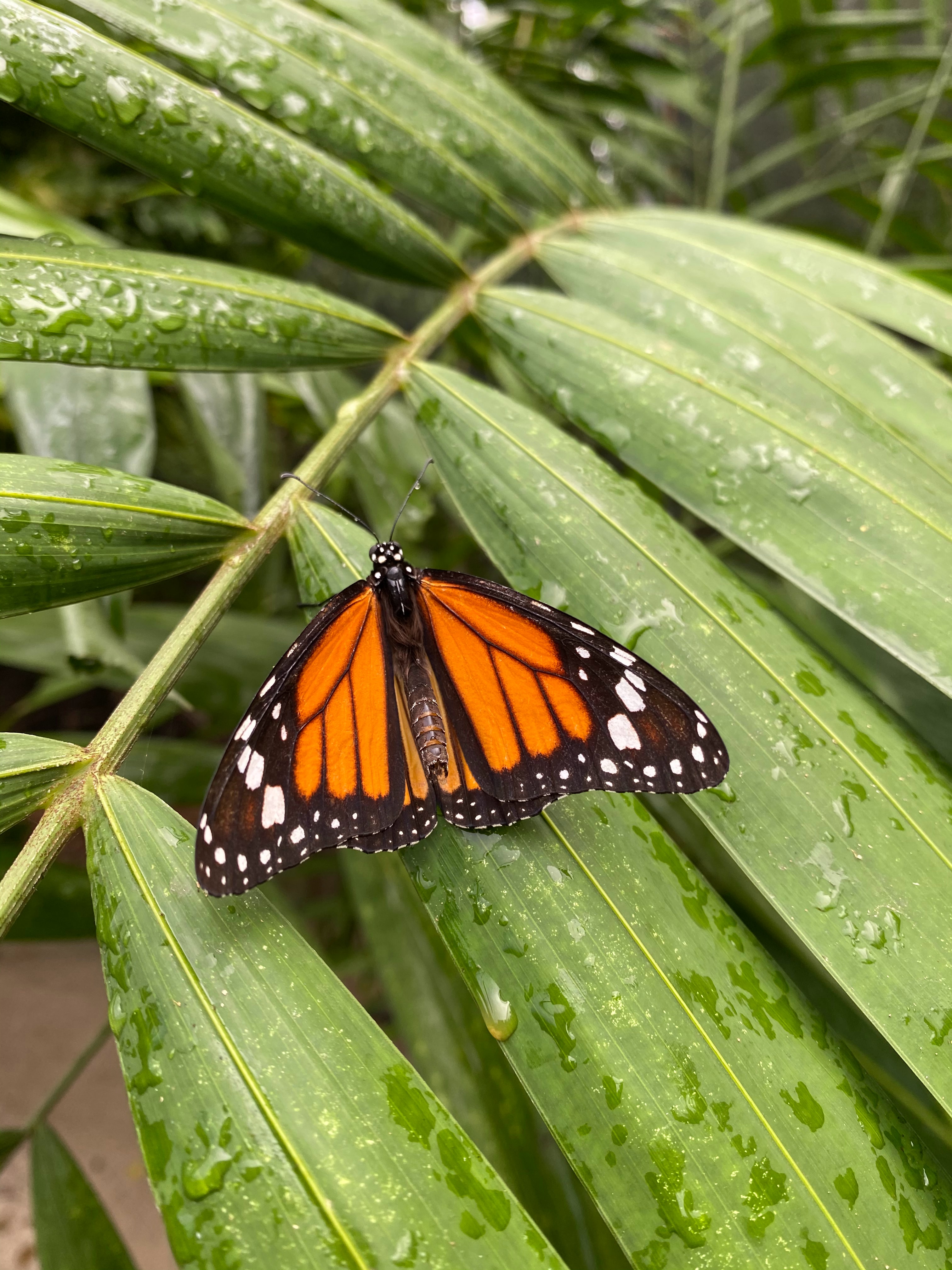 140800 descargar fondo de pantalla mariposa monarca, animales, hojas, patrón, mariposa, alas: protectores de pantalla e imágenes gratis