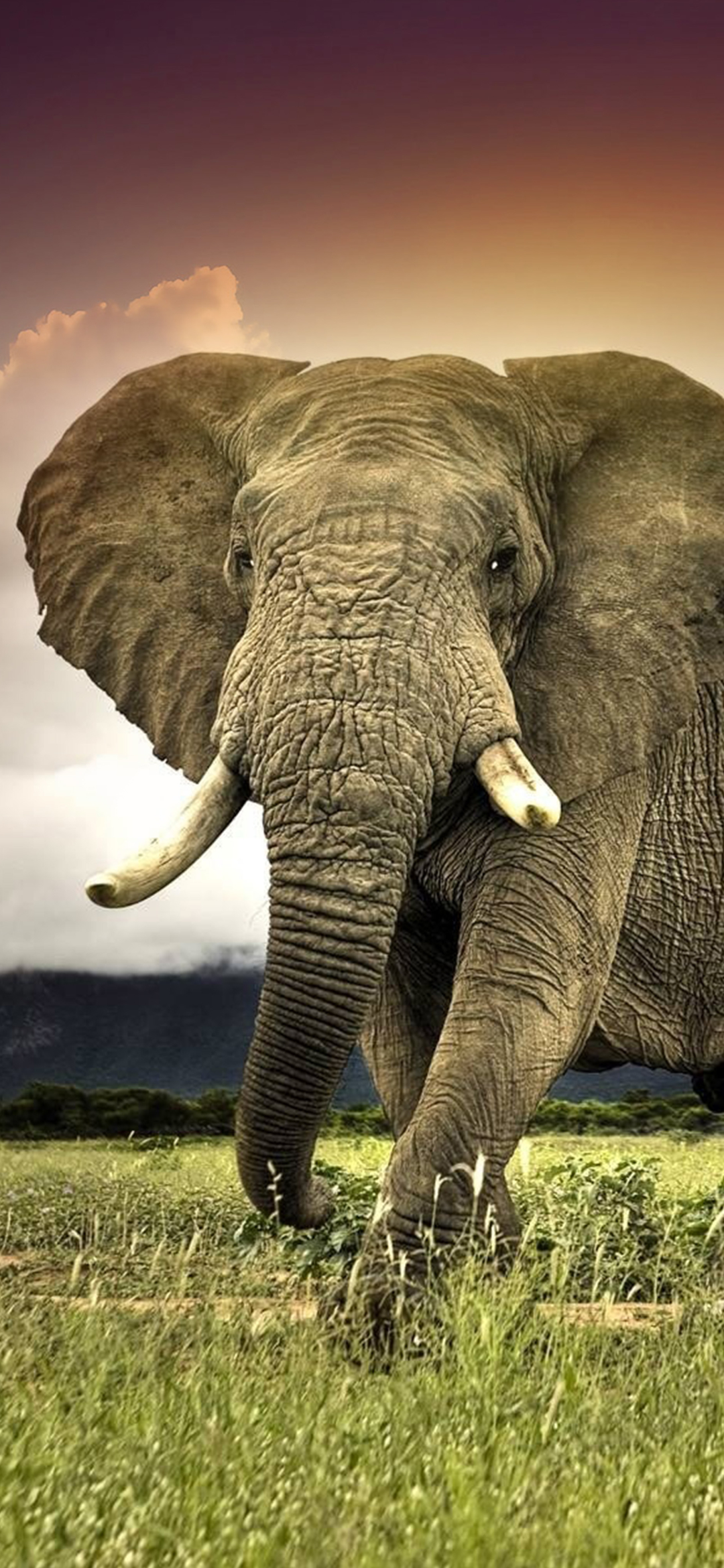 Descarga gratuita de fondo de pantalla para móvil de Animales, Sabana, Elefantes, Elefante, África, Elefante Africano De Sabana.