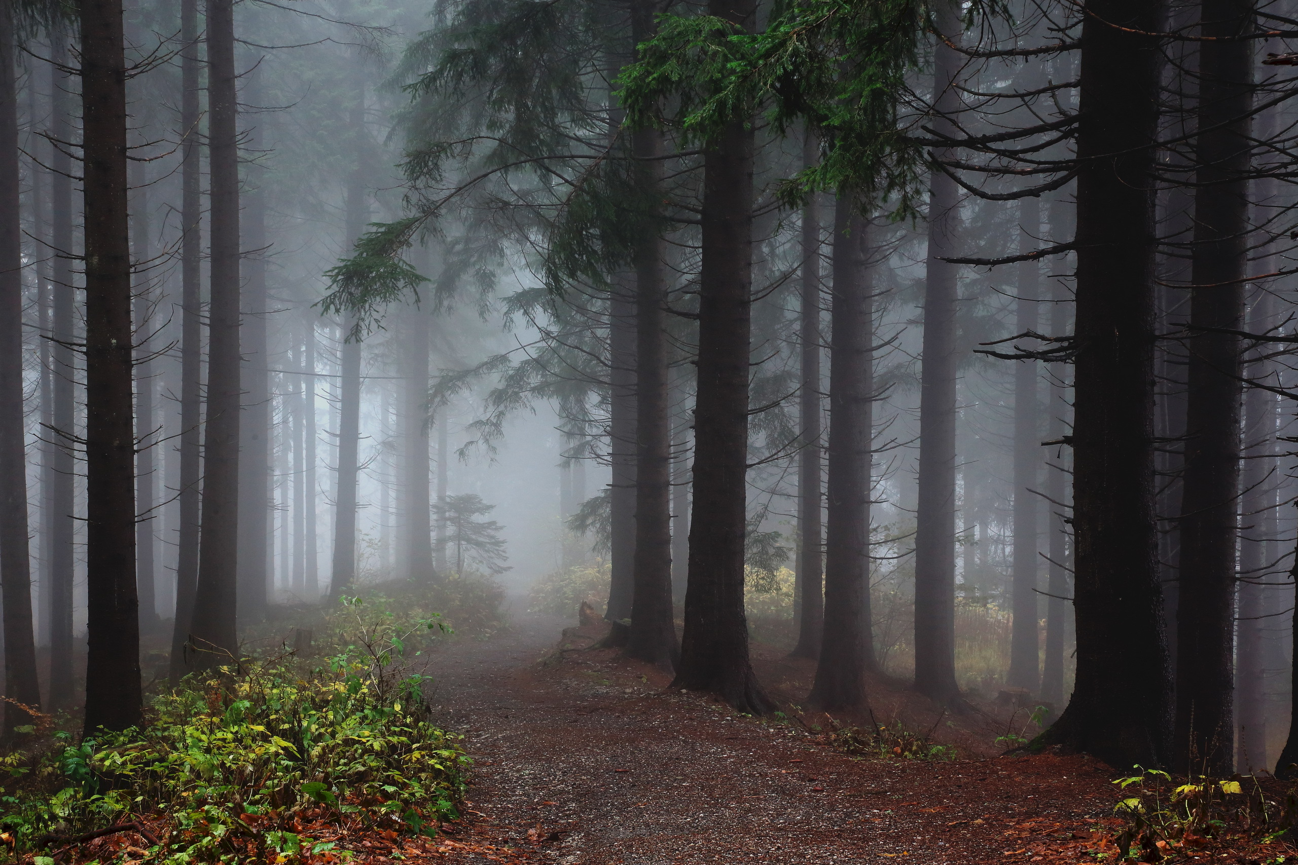 Free download wallpaper Forest, Fog, Austria, Earth, Path, Hdr on your PC desktop