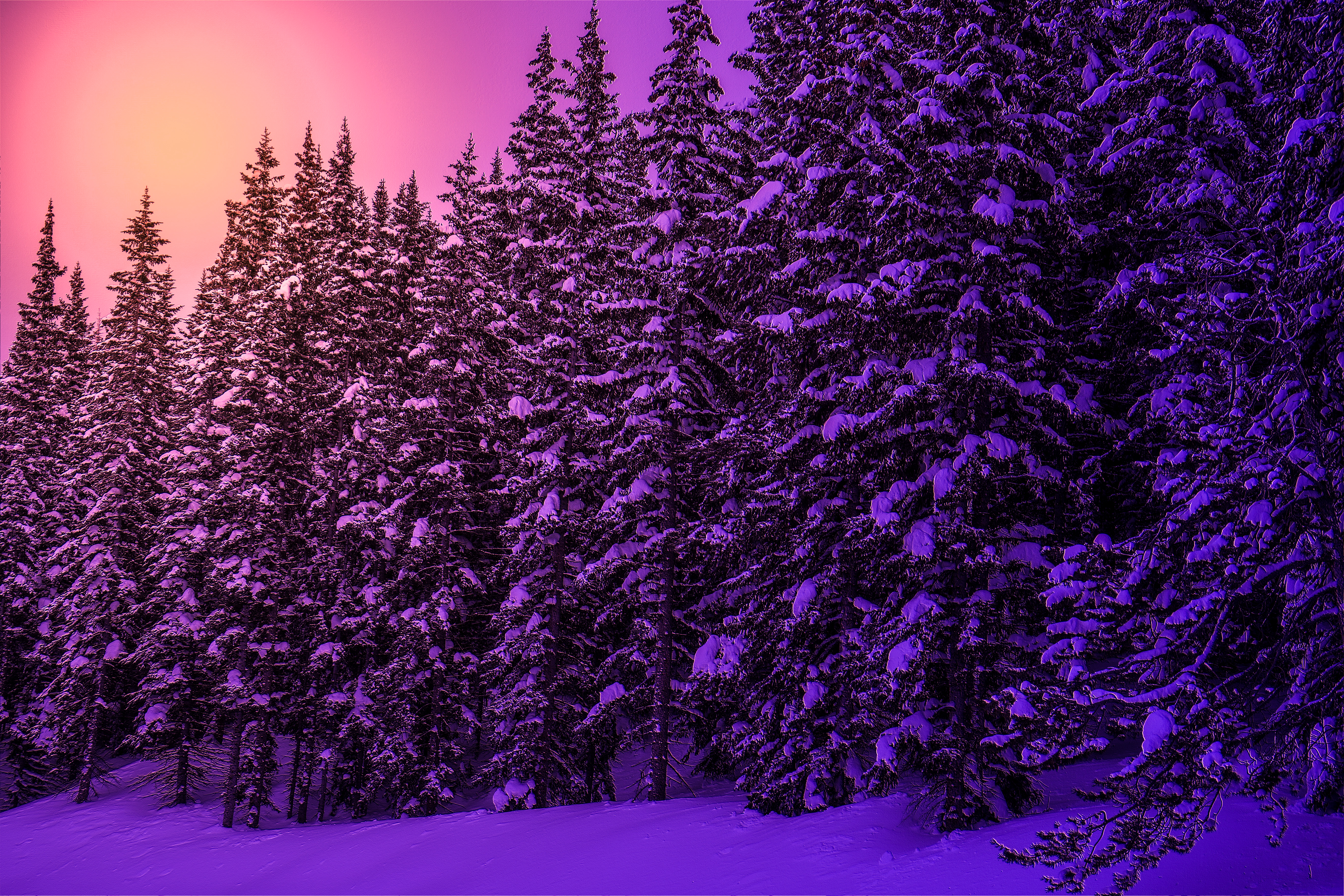 winter, earth, forest, pine, purple, snow, sunset, tree