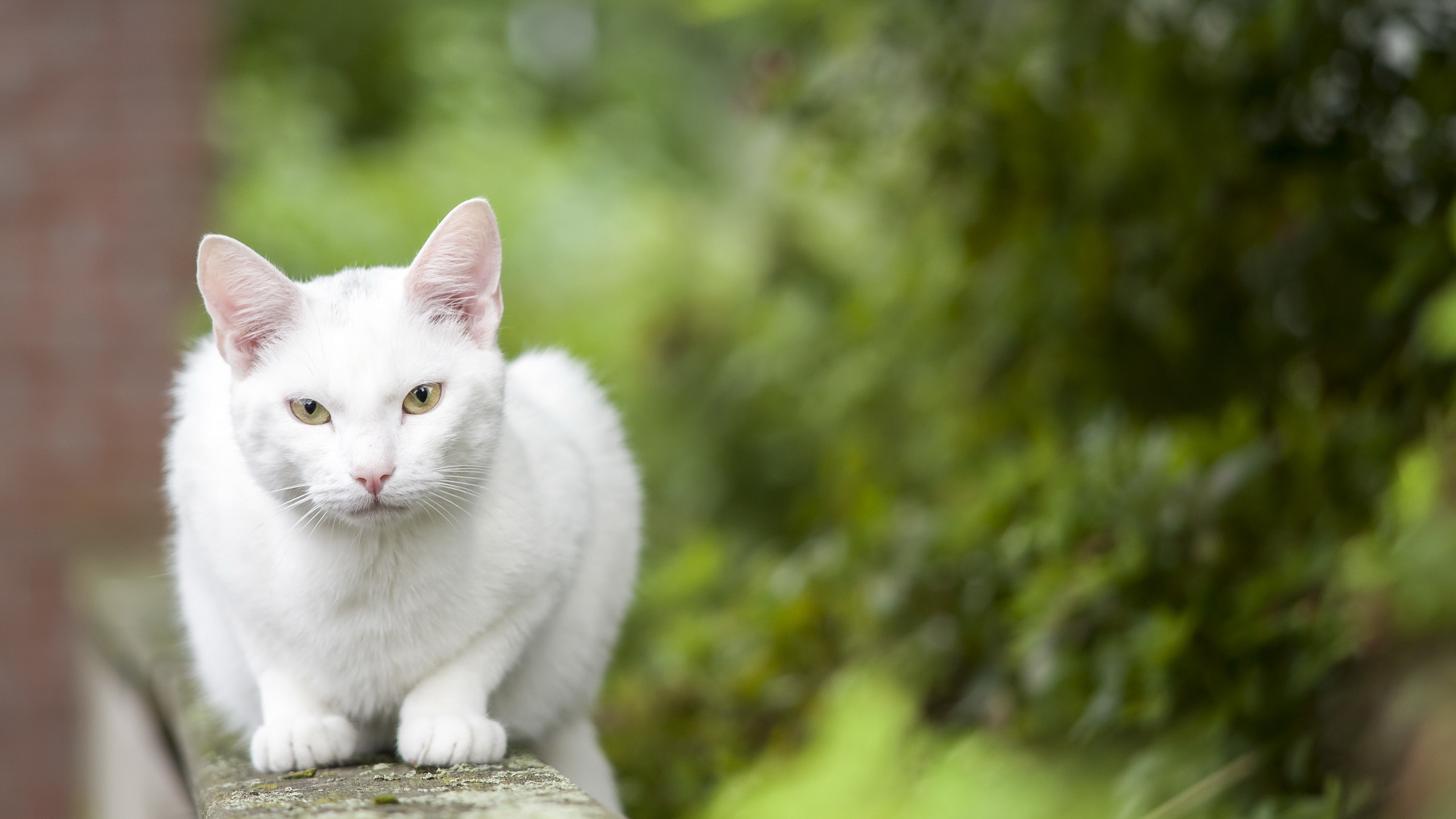 Laden Sie das Tiere, Katzen, Katze, Starren-Bild kostenlos auf Ihren PC-Desktop herunter