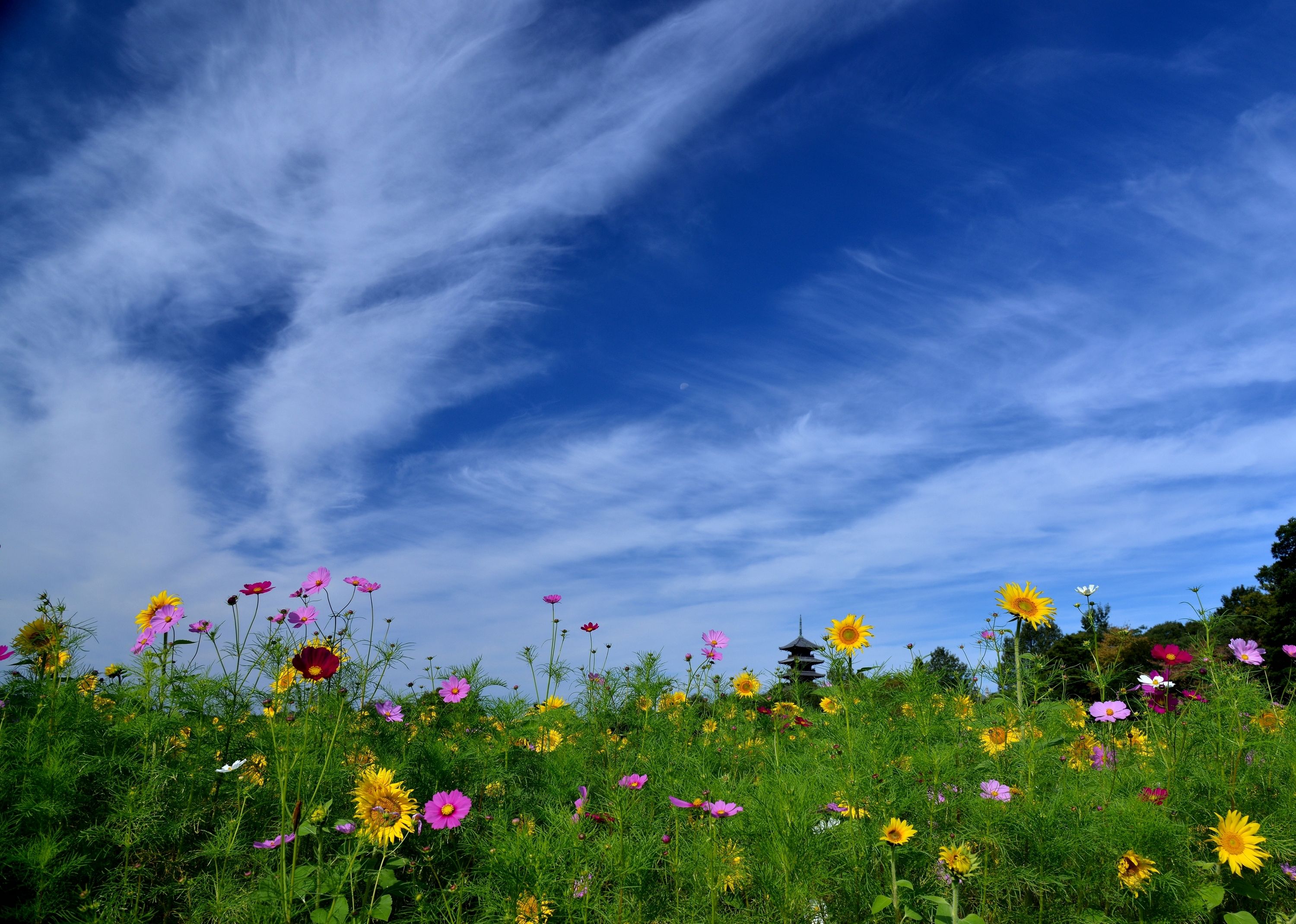 723394 завантажити шпалери весна, земля, небо, барвистий, поле, квітка, рожева квітка, польова квітка, жовта квітка - заставки і картинки безкоштовно