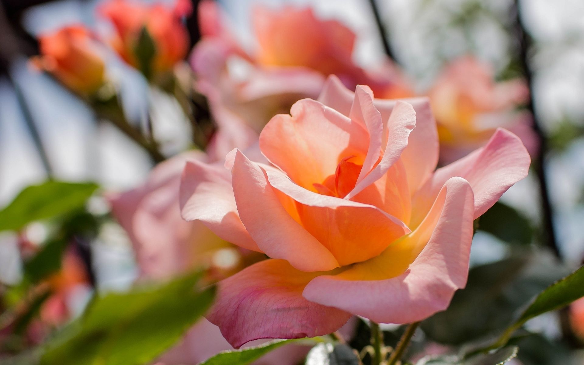 Handy-Wallpaper Blumen, Rose, Erde/natur kostenlos herunterladen.