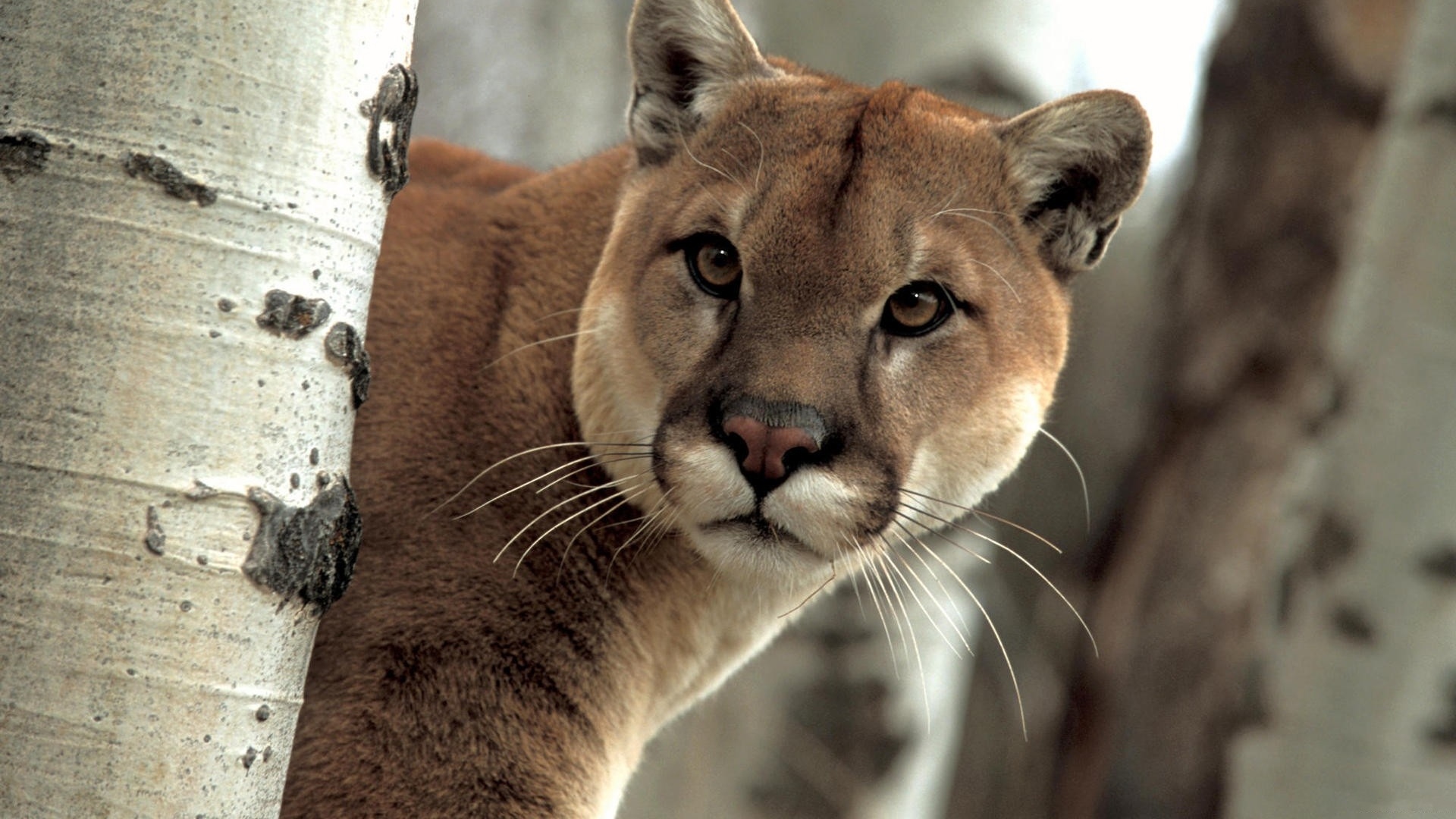 Download mobile wallpaper Animal, Cougar for free.