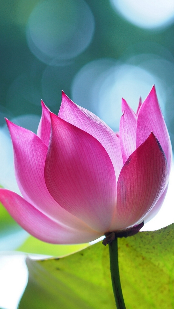 Téléchargez des papiers peints mobile Fleurs, Lotus, Fleur, Bokeh, Terre/nature gratuitement.