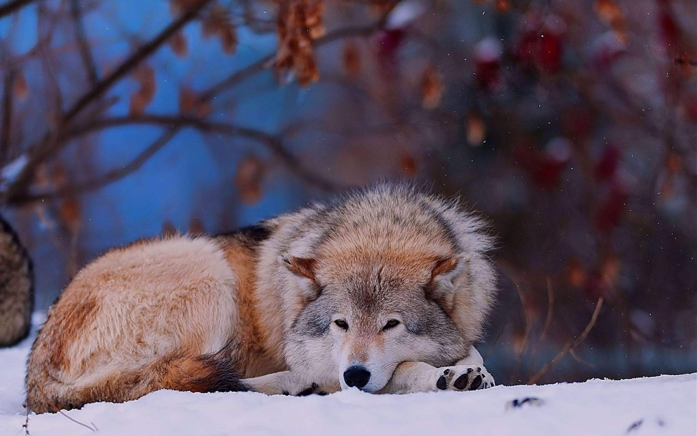 lie, wolf, sadness, animals, to lie down, dog, sorrow wallpaper for mobile