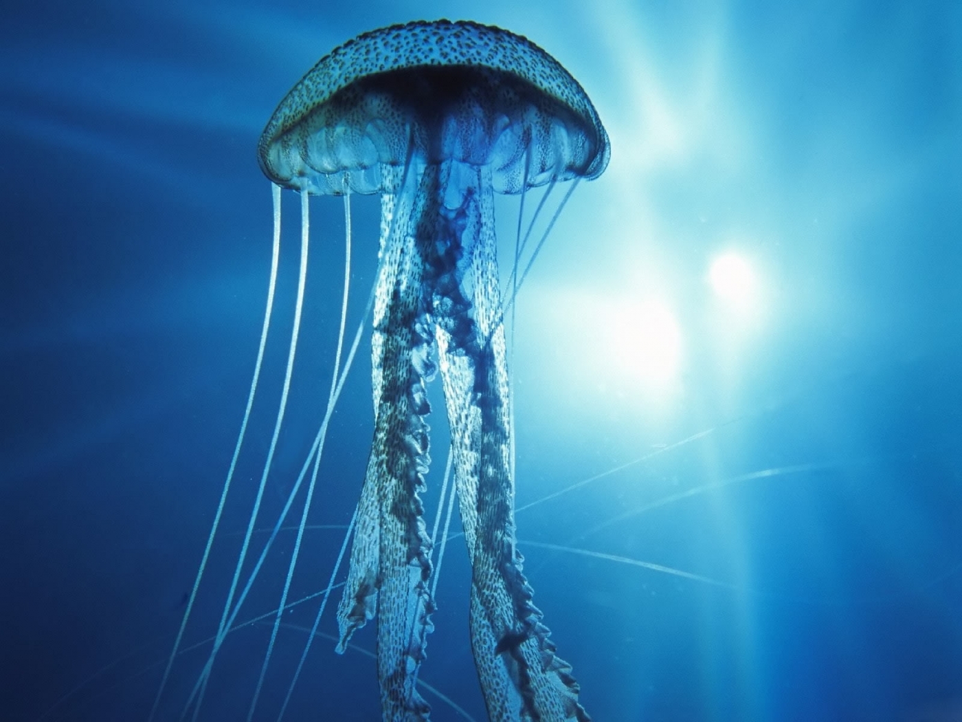 43907 скачать картинку медузы, синие - обои и заставки бесплатно