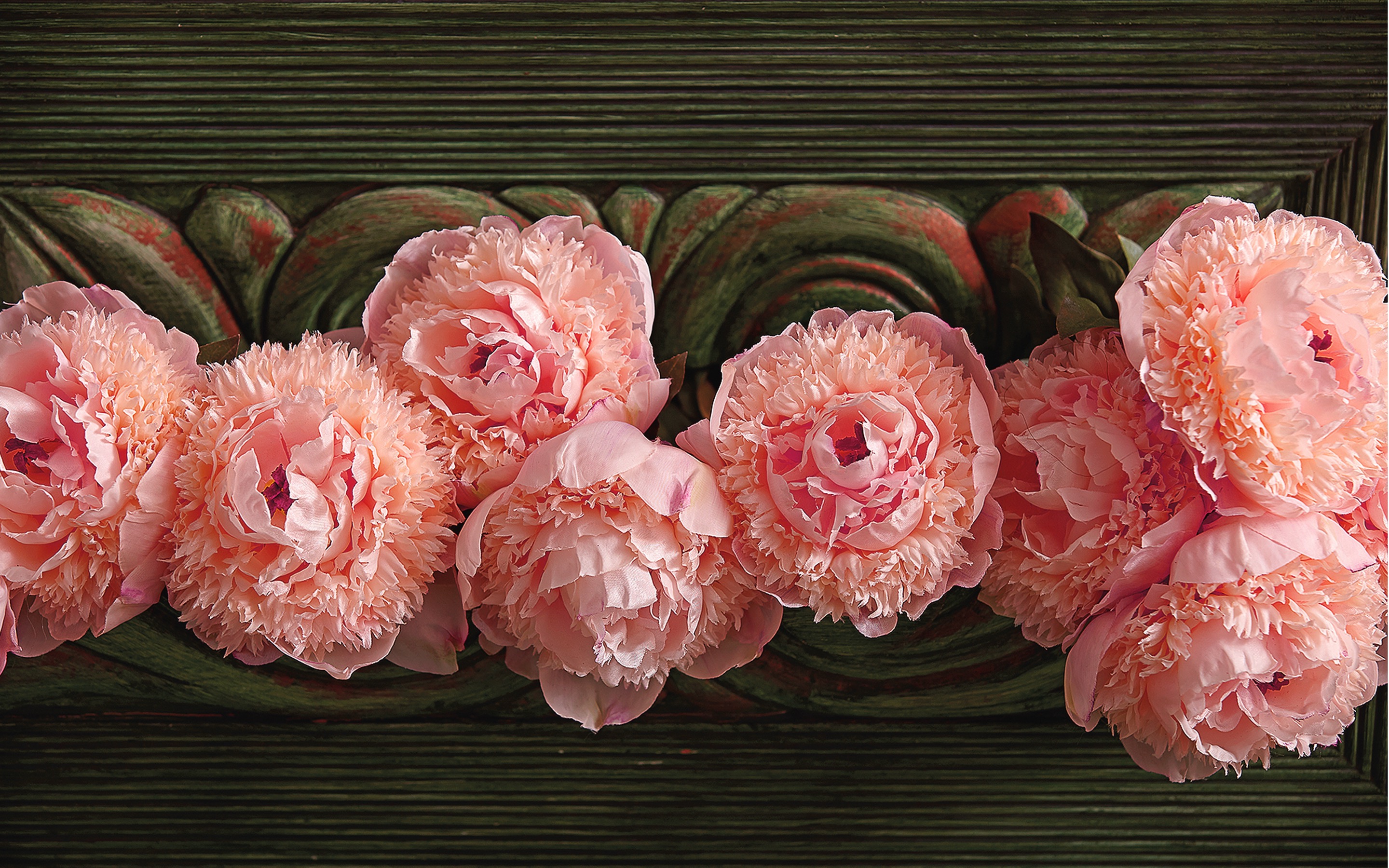 Завантажити шпалери безкоштовно Квітка, Земля, Півонія, Рожева Квітка, Флауерзи картинка на робочий стіл ПК