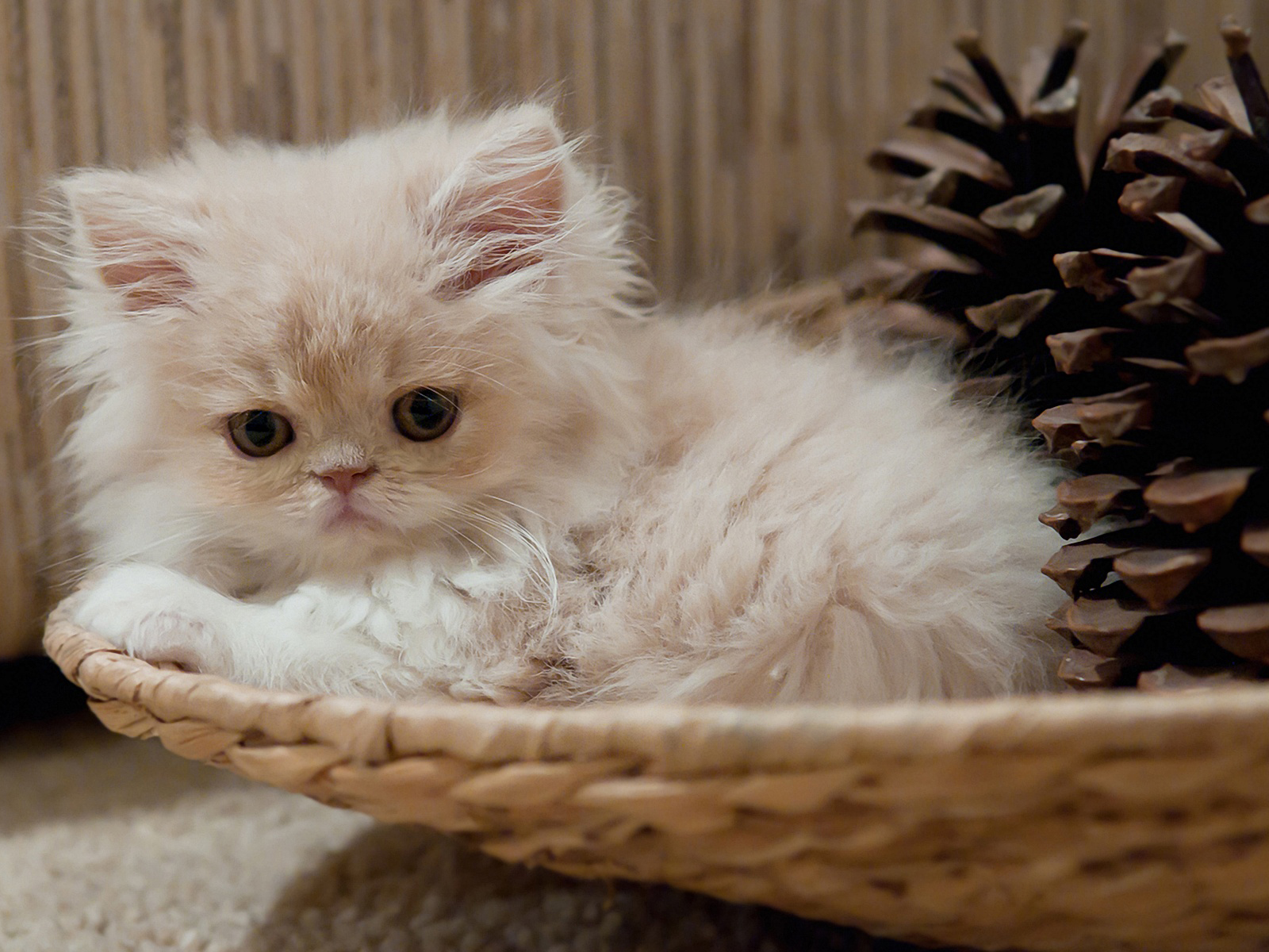 Baixe gratuitamente a imagem Animais, Gatos, Gato na área de trabalho do seu PC