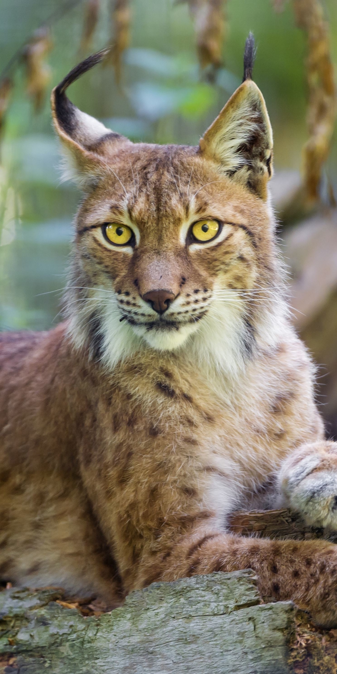 Handy-Wallpaper Tiere, Katzen, Bokeh, Luchs kostenlos herunterladen.