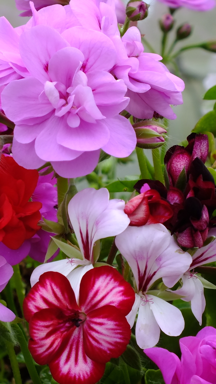 Téléchargez des papiers peints mobile Fleurs, Fleur, Géranium, Fleur Mauve, Fleur Rouge, La Nature, Terre/nature gratuitement.