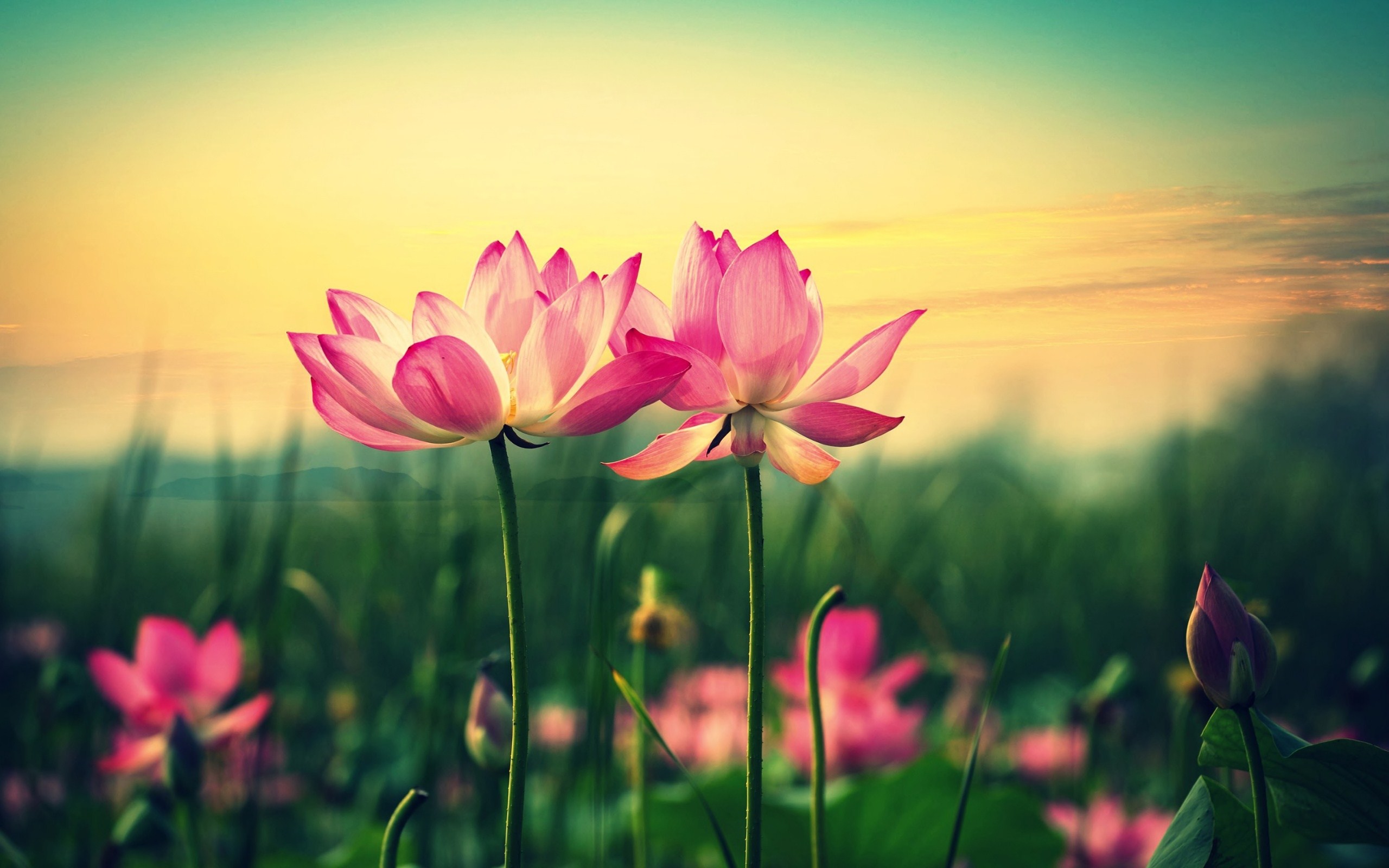 Download mobile wallpaper Lotus, Flowers, Flower, Earth for free.