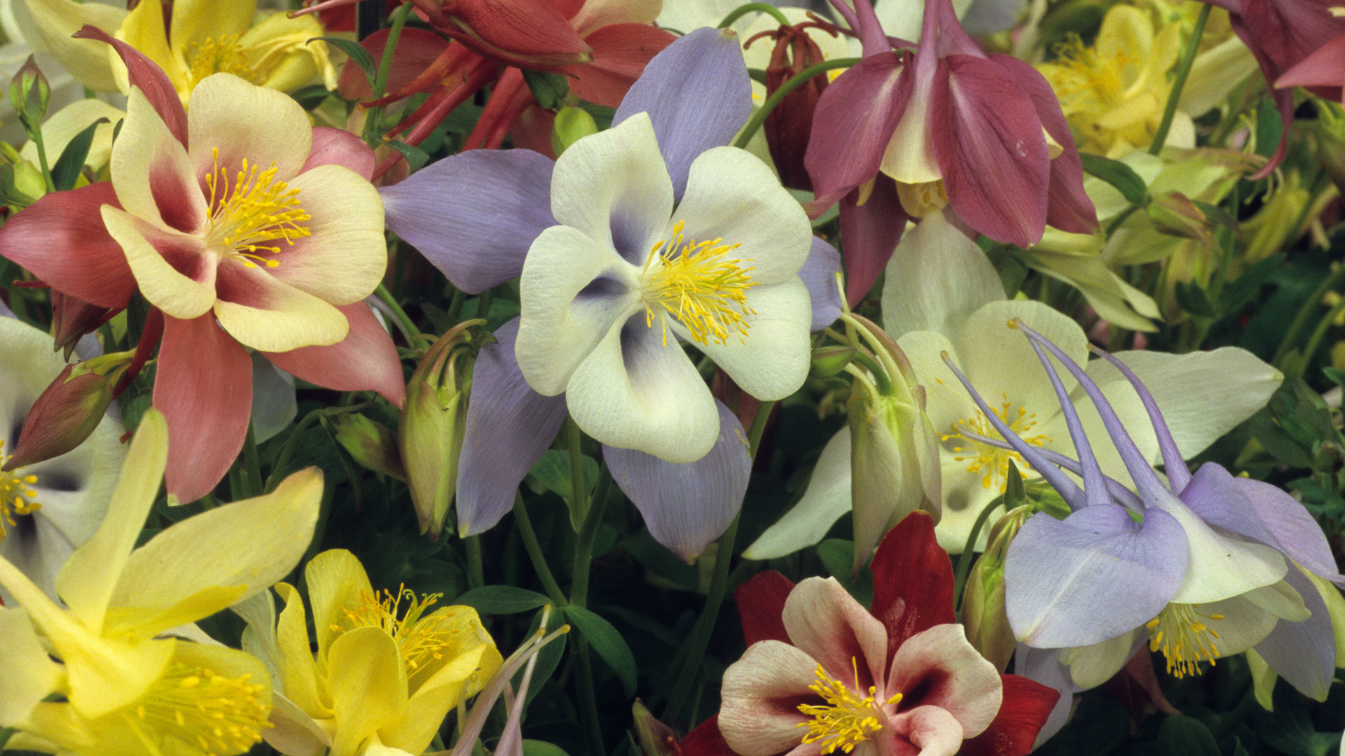 Laden Sie das Blumen, Blume, Farben, Bunt, Erde/natur, Akelei-Bild kostenlos auf Ihren PC-Desktop herunter