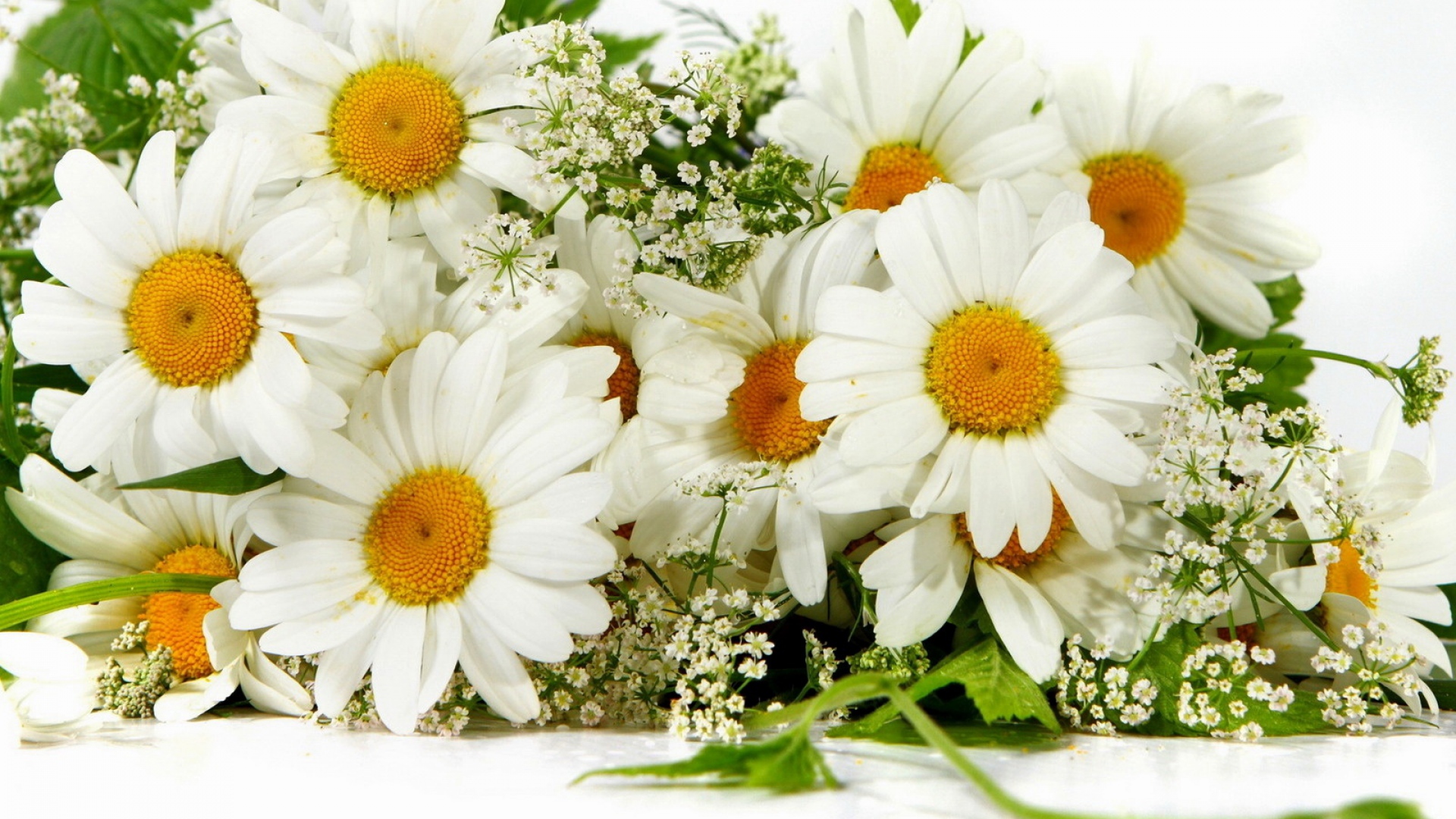 Laden Sie das Blumen, Kamille, Blume, Strauß, Weiße Blume, Erde/natur, Säuglingsatem-Bild kostenlos auf Ihren PC-Desktop herunter