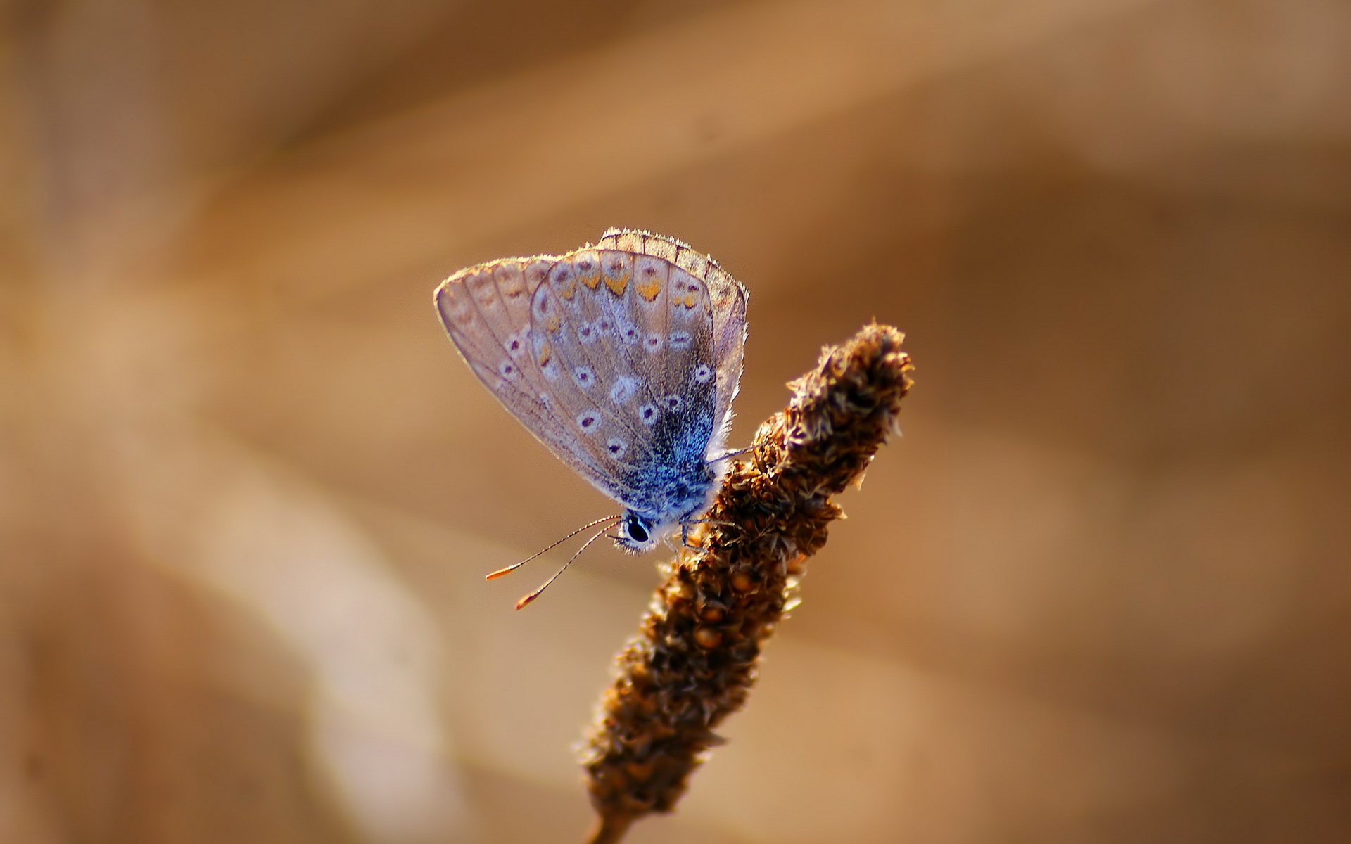 Download mobile wallpaper Butterfly, Animal for free.