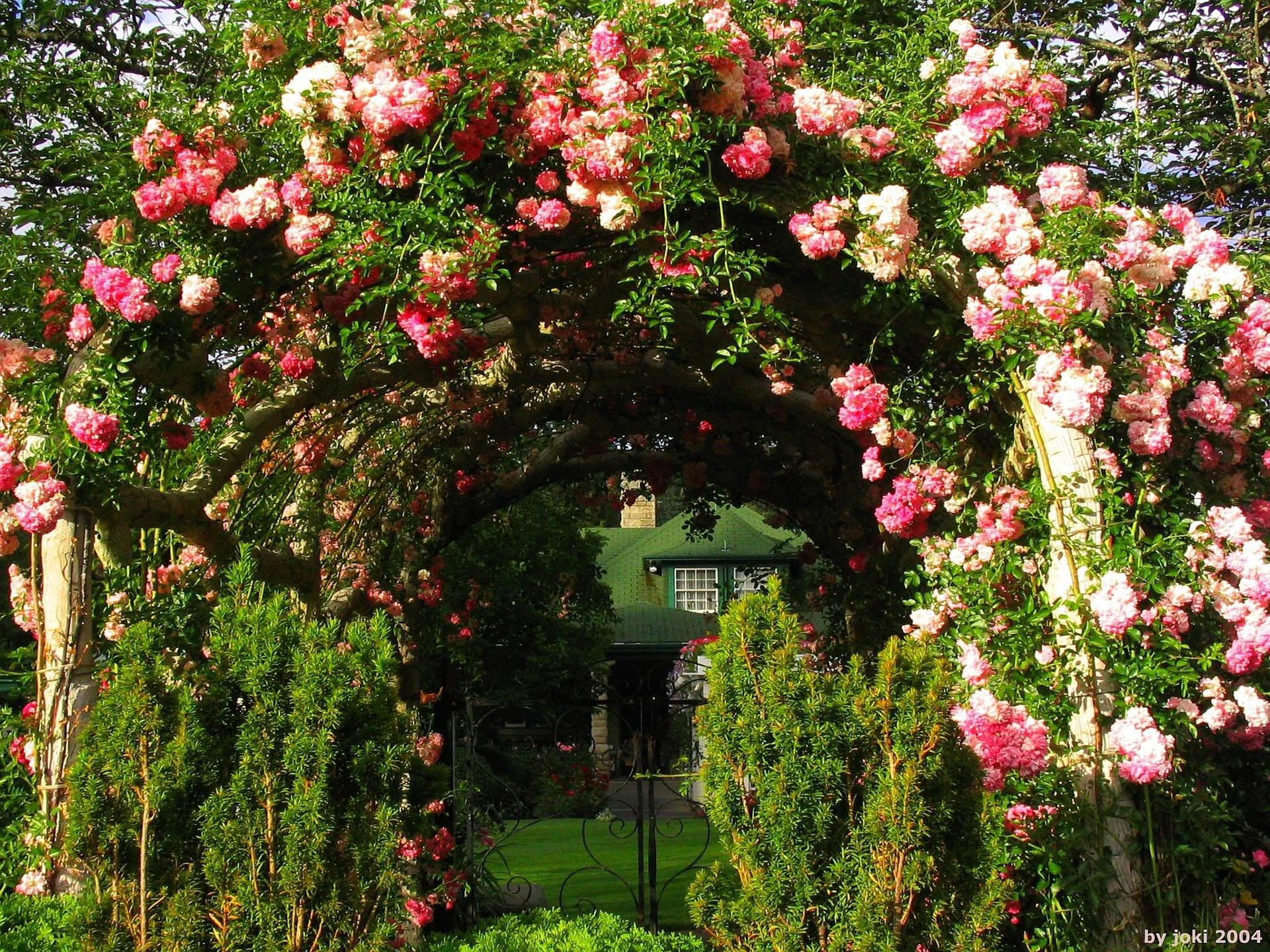 garden, man made, arch, house, pink rose, rose bush