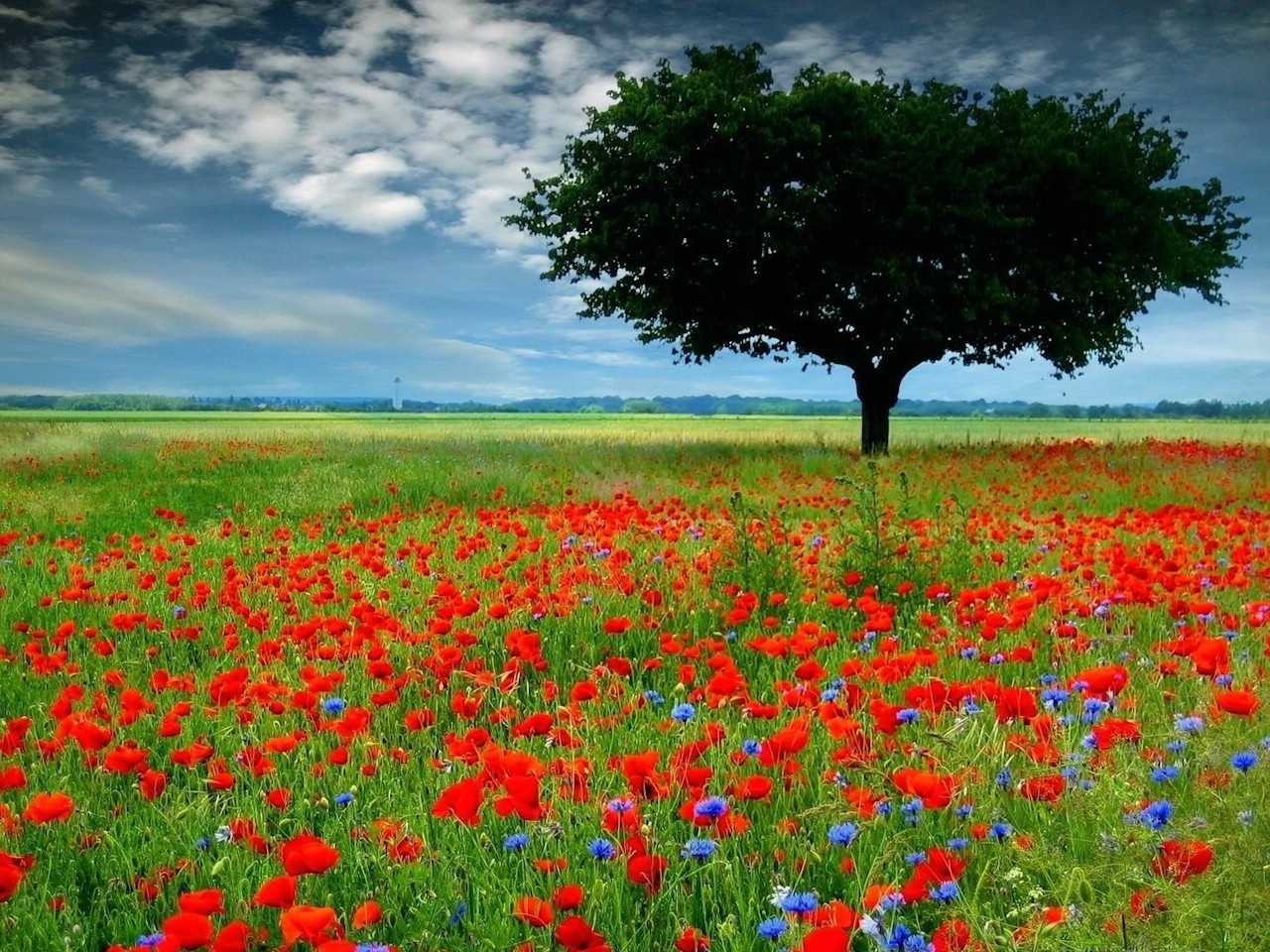 Download mobile wallpaper Landscape, Trees, Fields, Poppies for free.