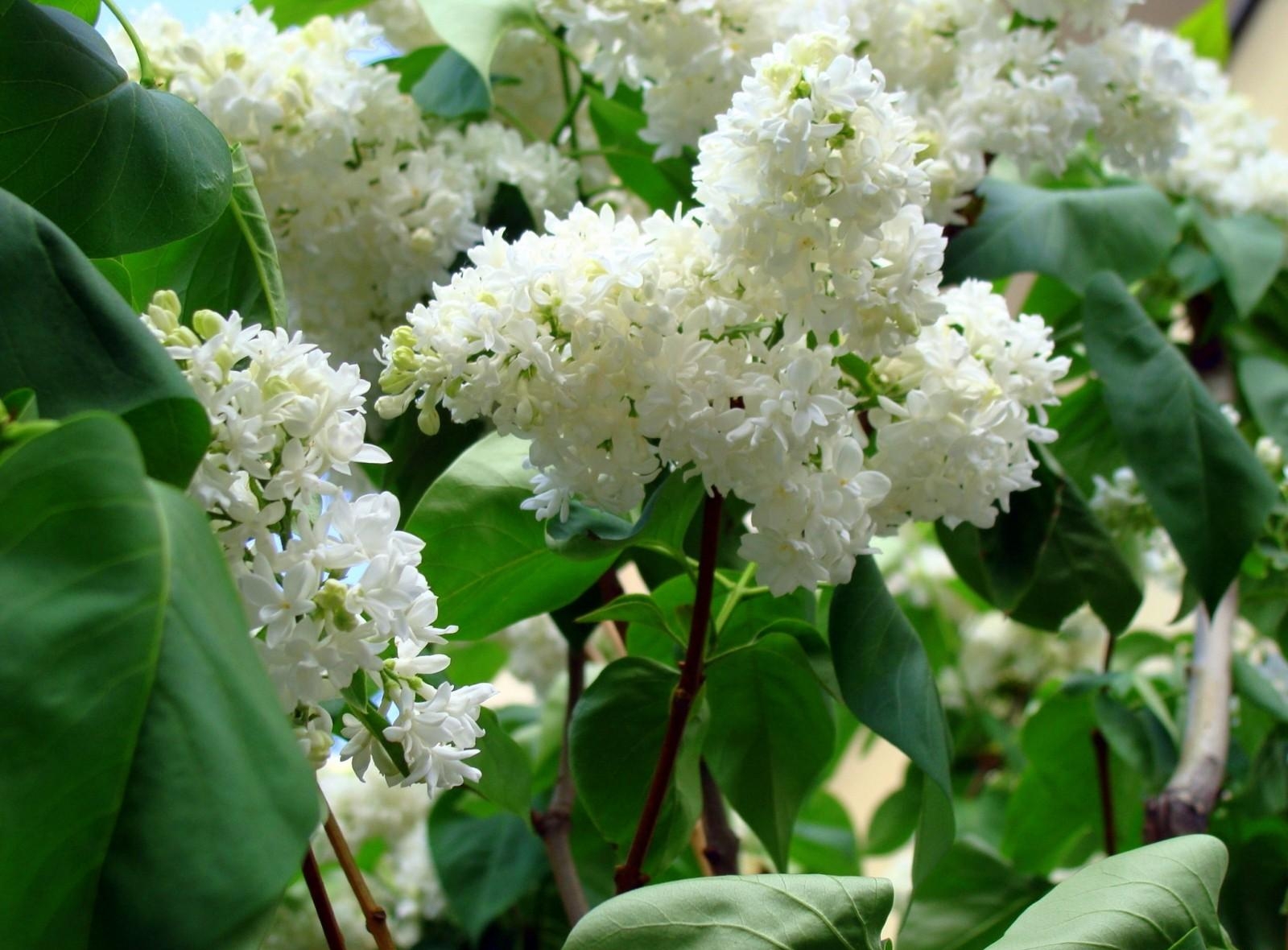 Laden Sie das Lilac, Geäst, Zweige, Blühen, Blühenden, Grüne, Grünen, Blumen, Frühling-Bild kostenlos auf Ihren PC-Desktop herunter